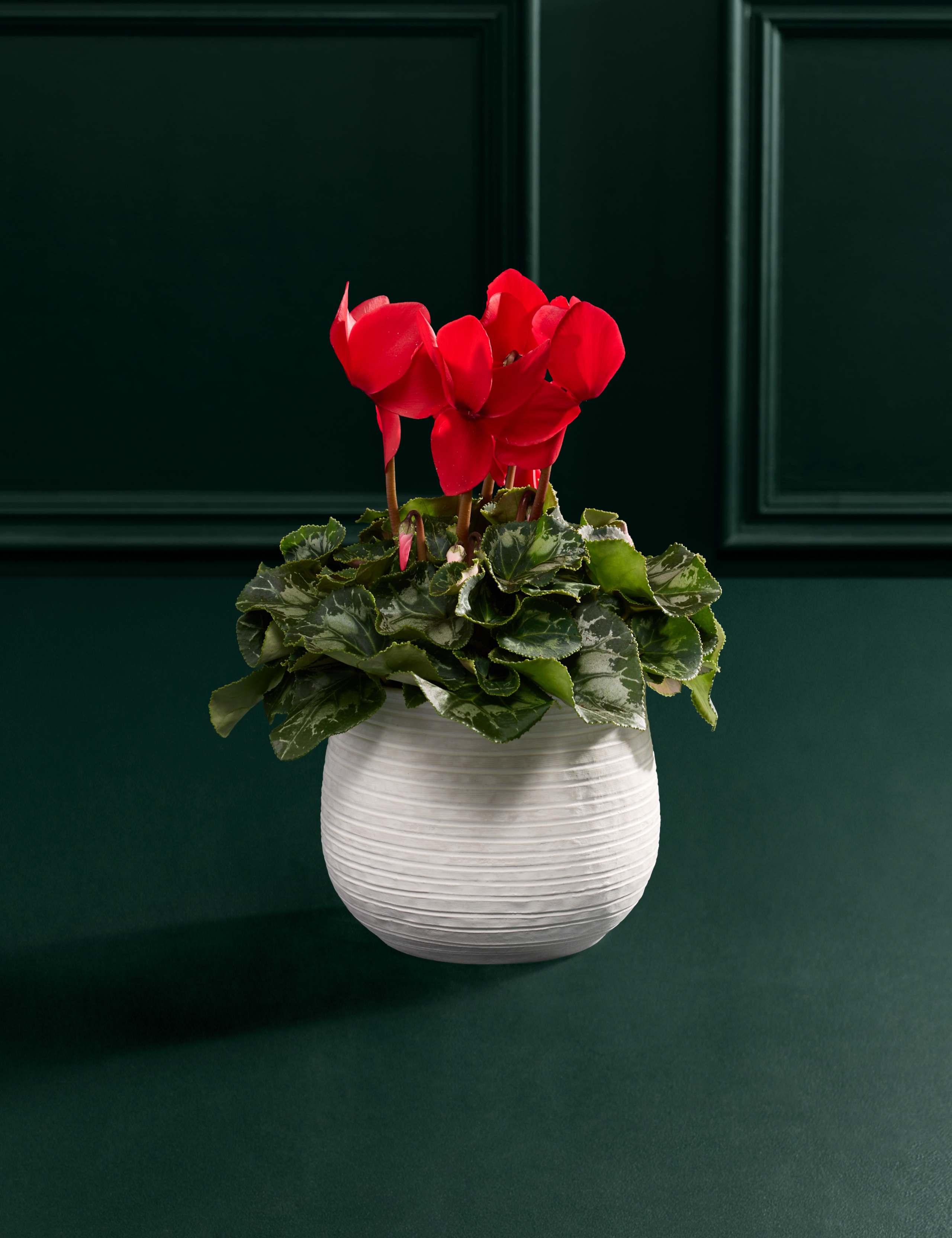 Red Cyclamen in Ceramic Pot with Merry Munch 3 of 3