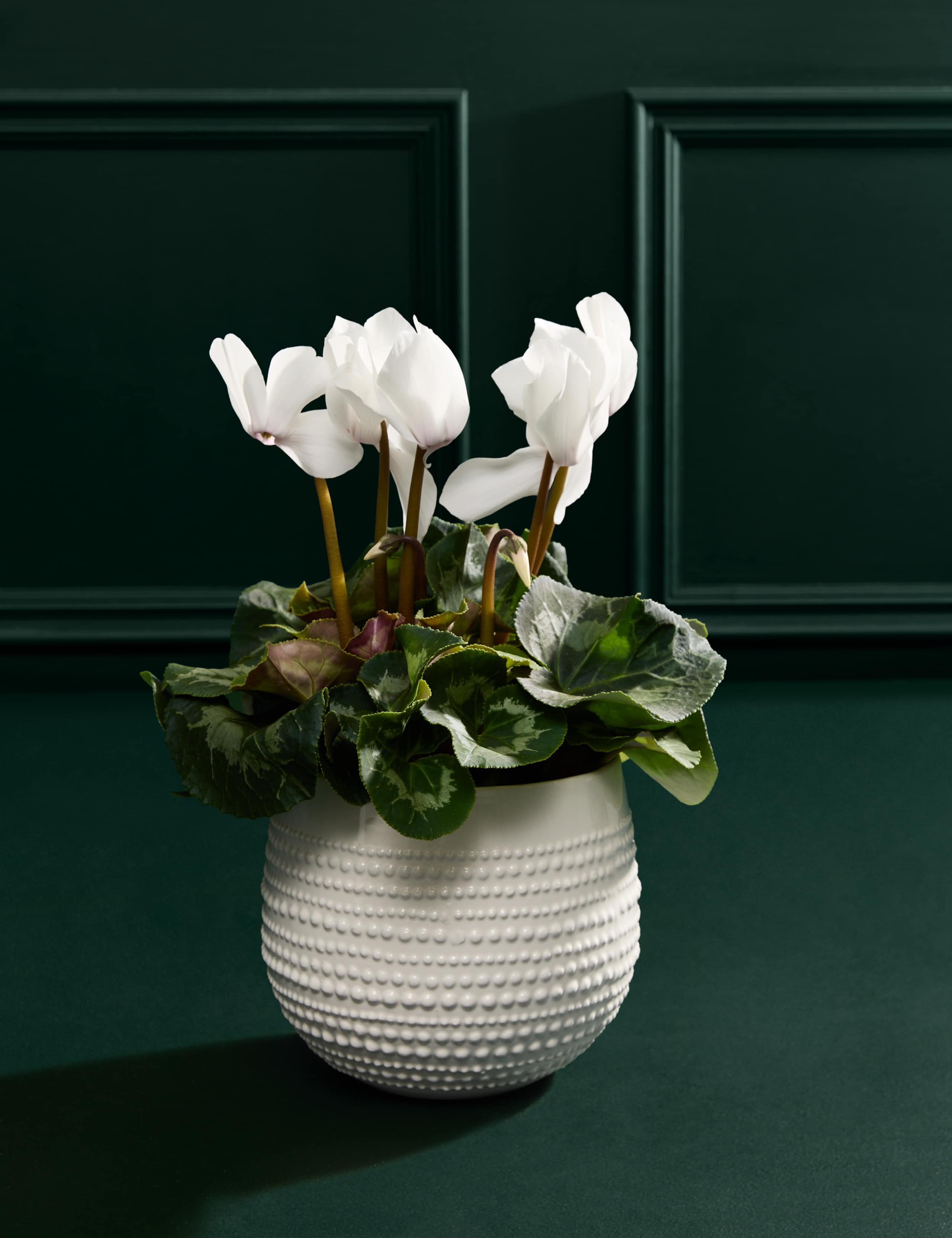 White Cyclamen in Ceramic Pot 3 of 3