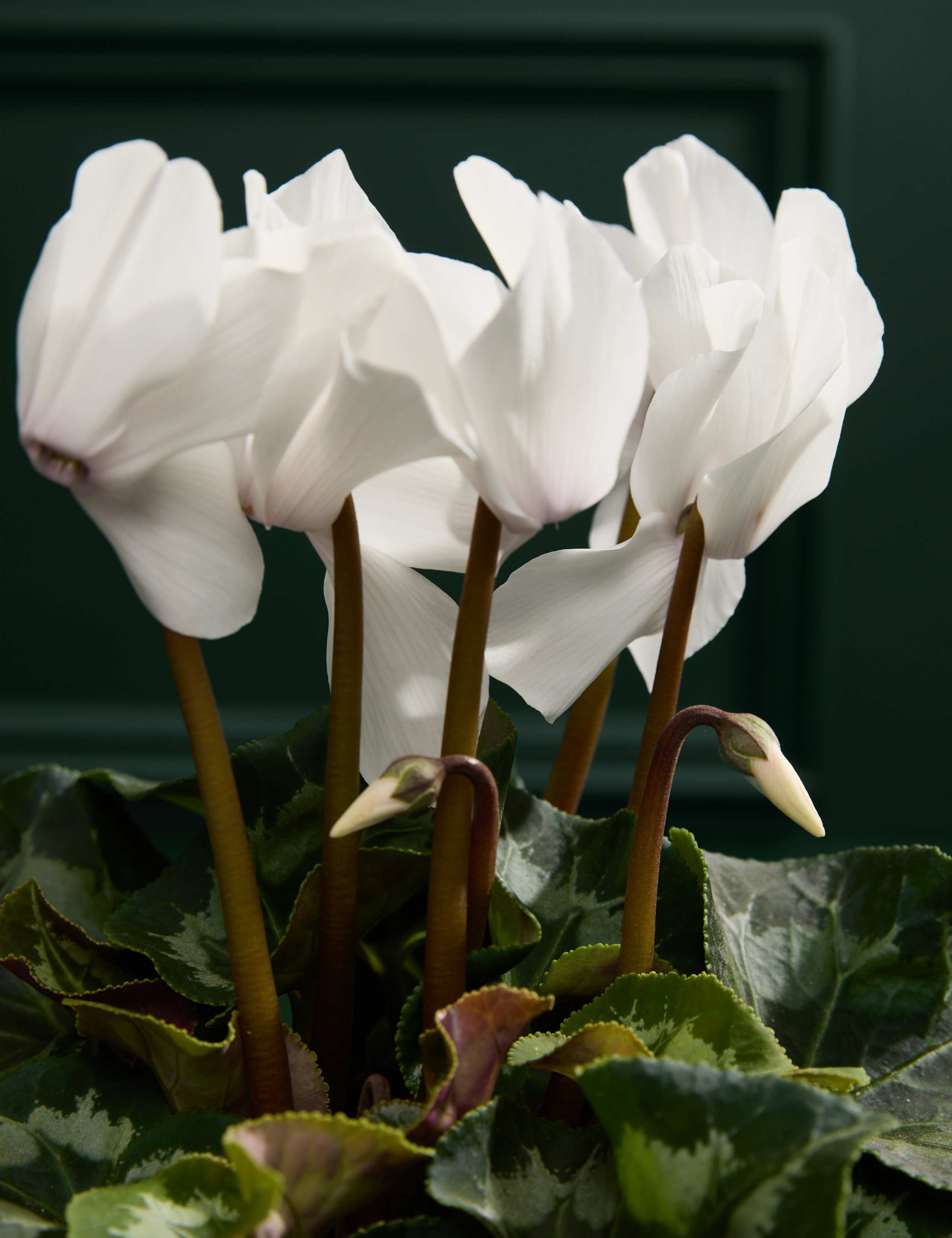 White Cyclamen in Ceramic Pot 2 of 3