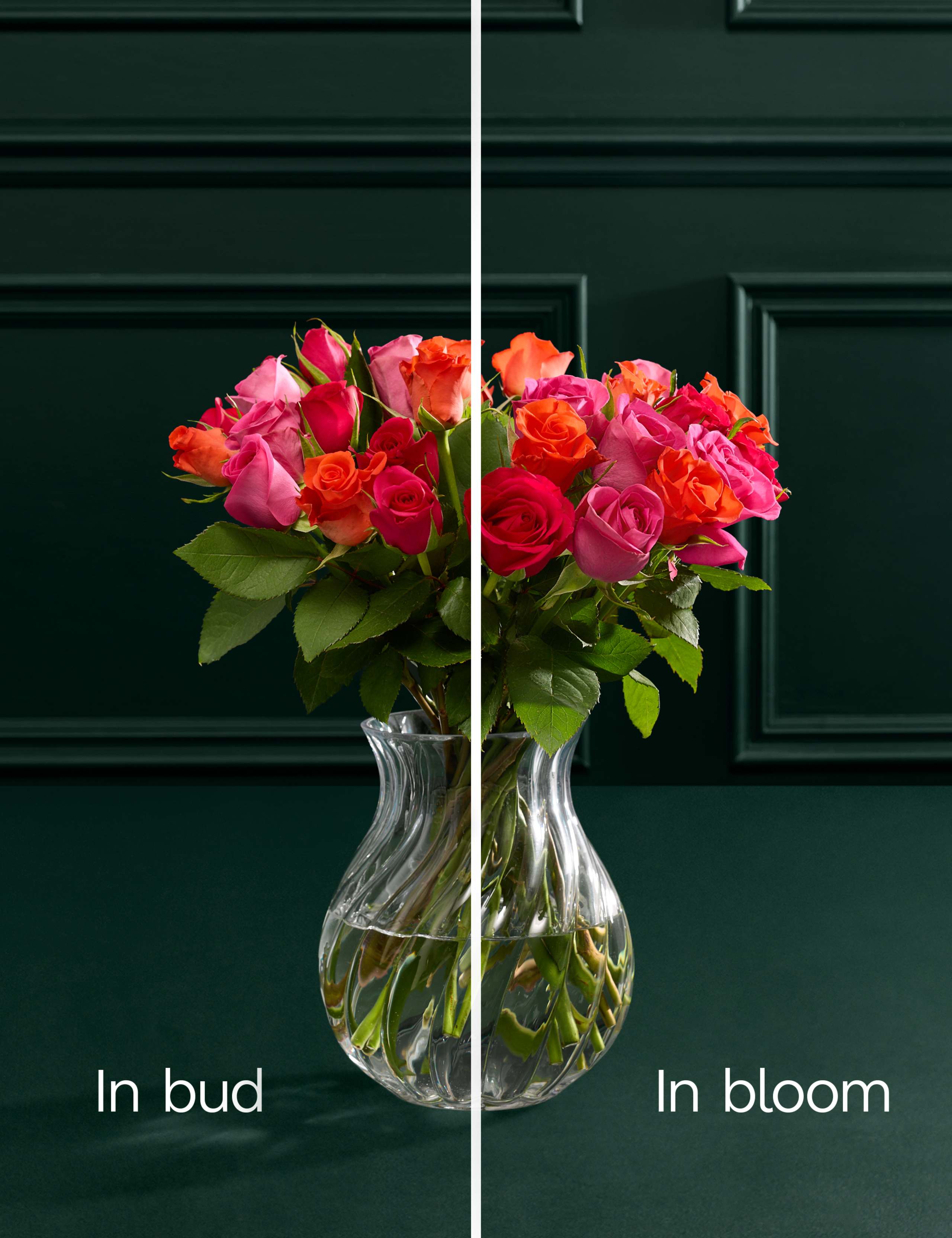 Radiant Rose Abundance Bouquet with Vase 5 of 7