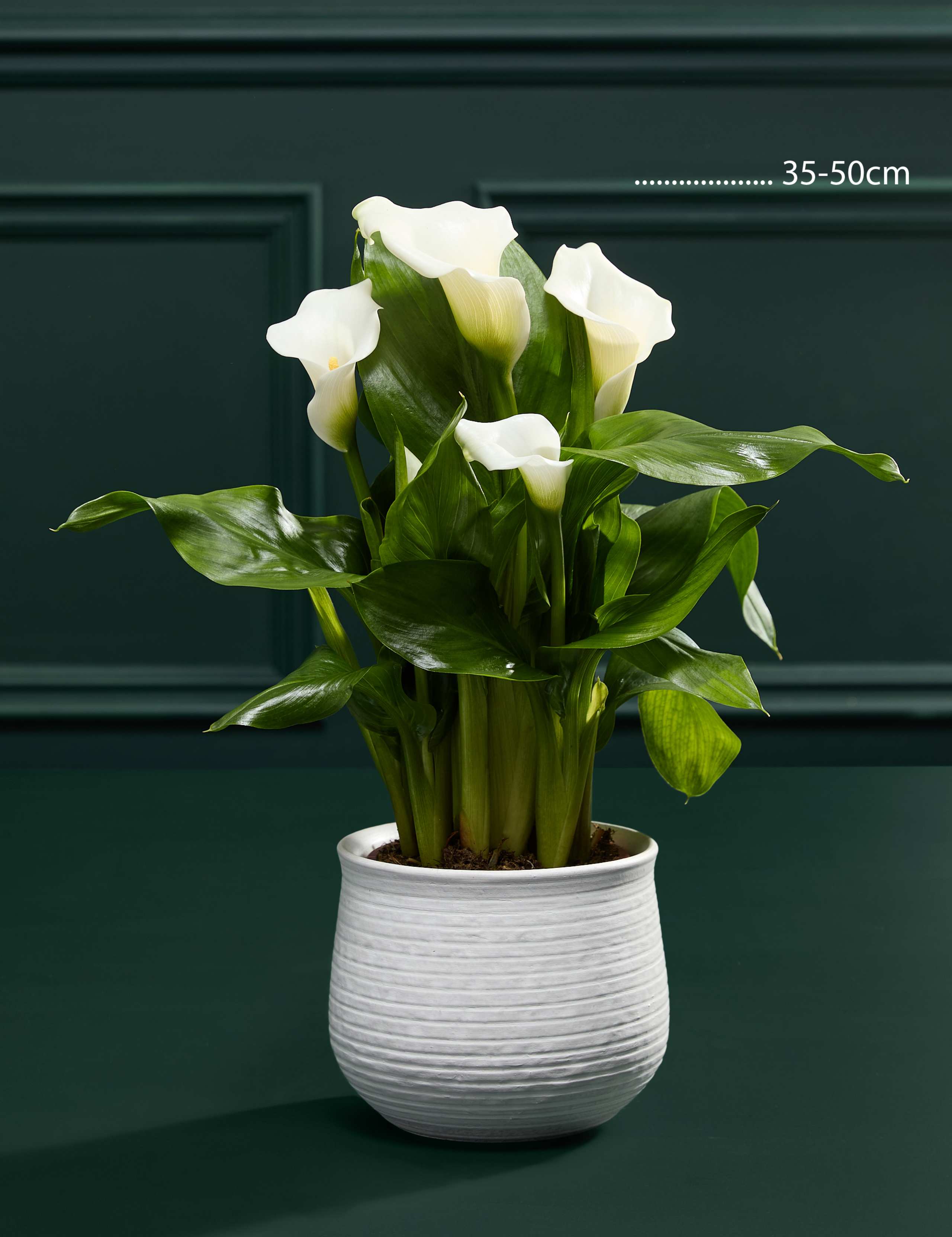 White Calla Lily in Ceramic Pot 4 of 4