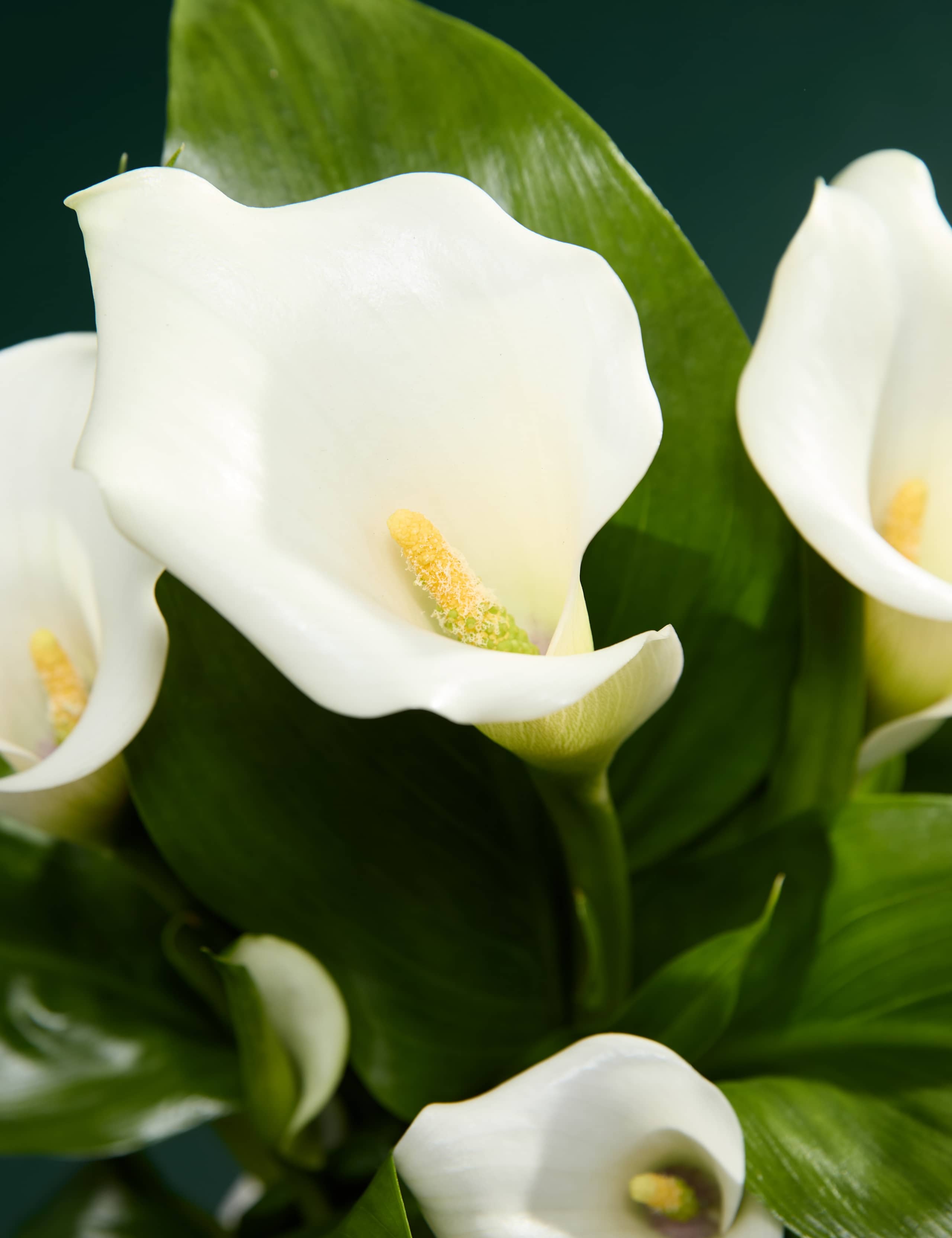 White Calla Lily in Ceramic Pot 2 of 4