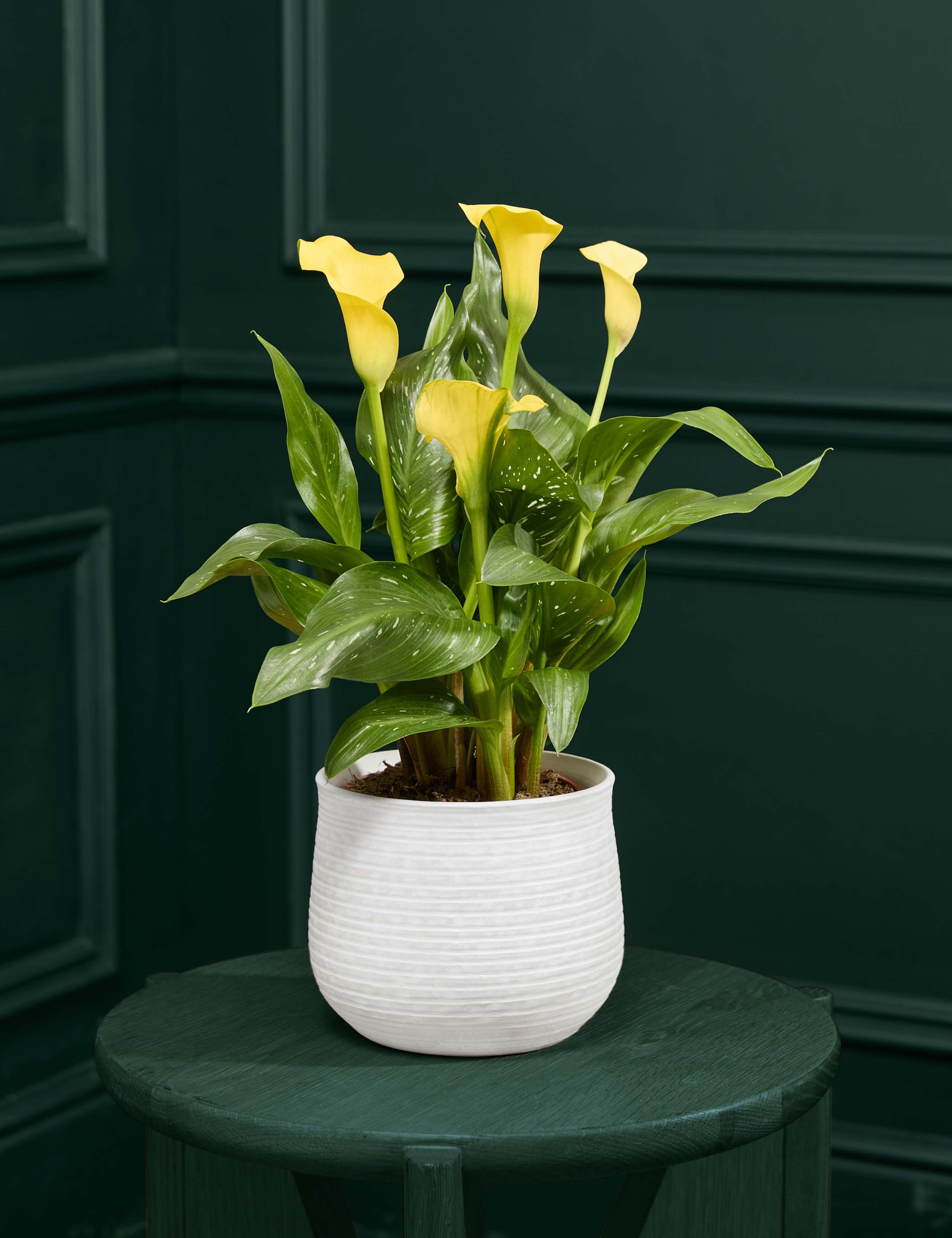 Yellow Calla Lily in Ceramic Pot 1 of 3