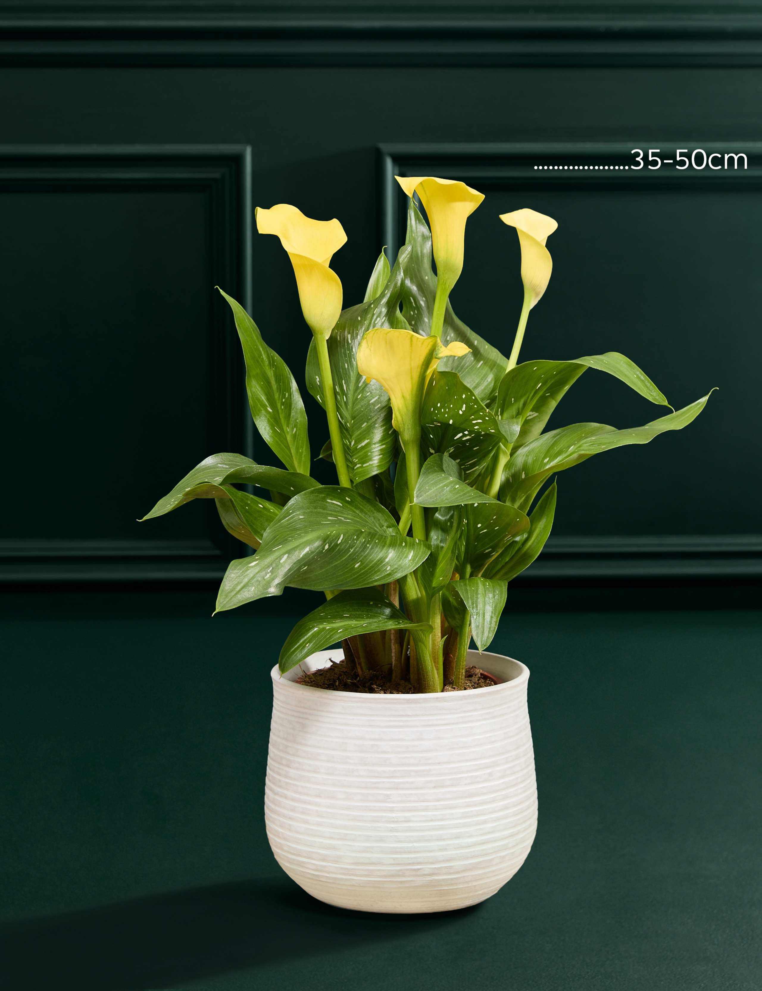 Yellow Calla Lily in Ceramic Pot 2 of 3