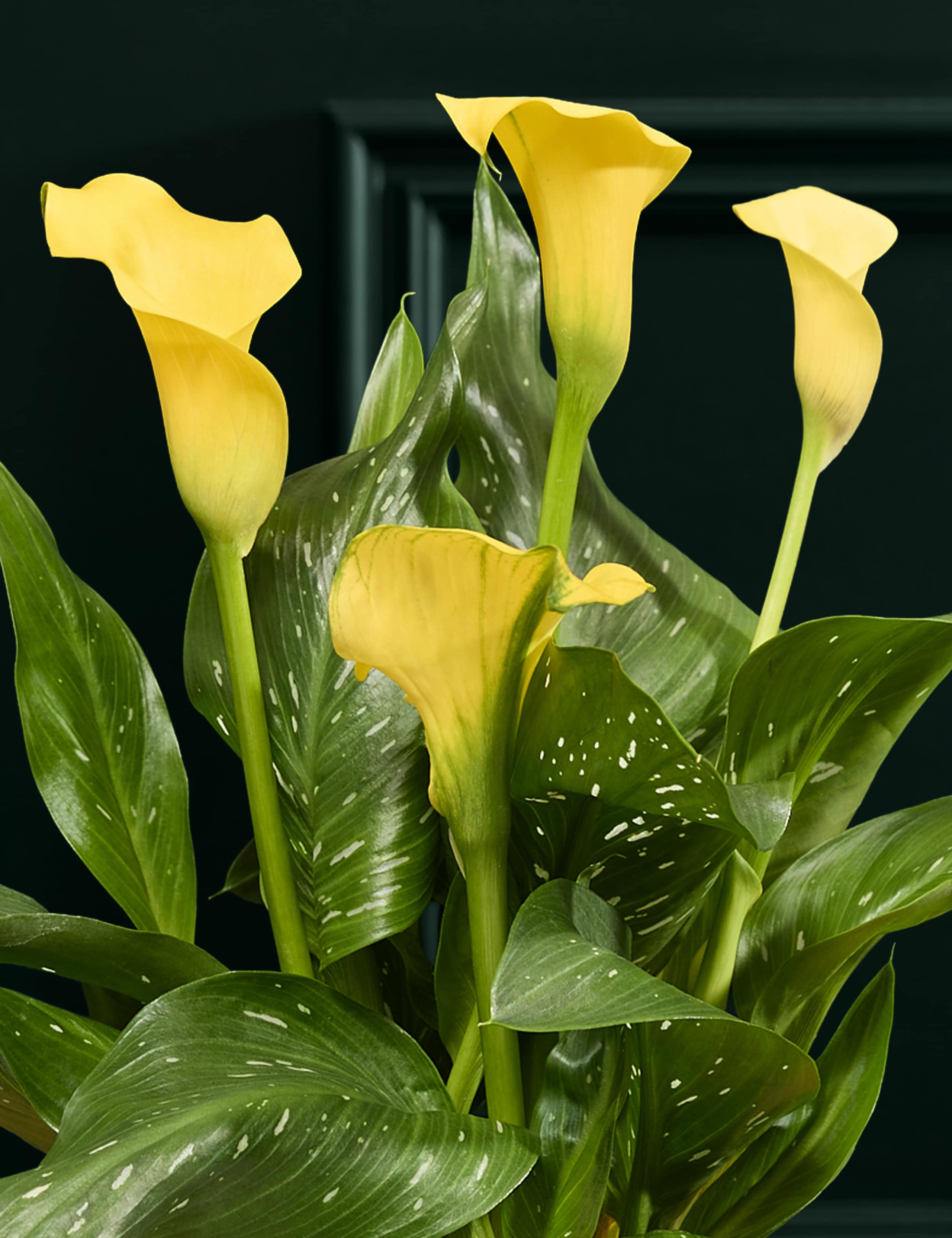Yellow Calla Lily in Ceramic Pot 2 of 5
