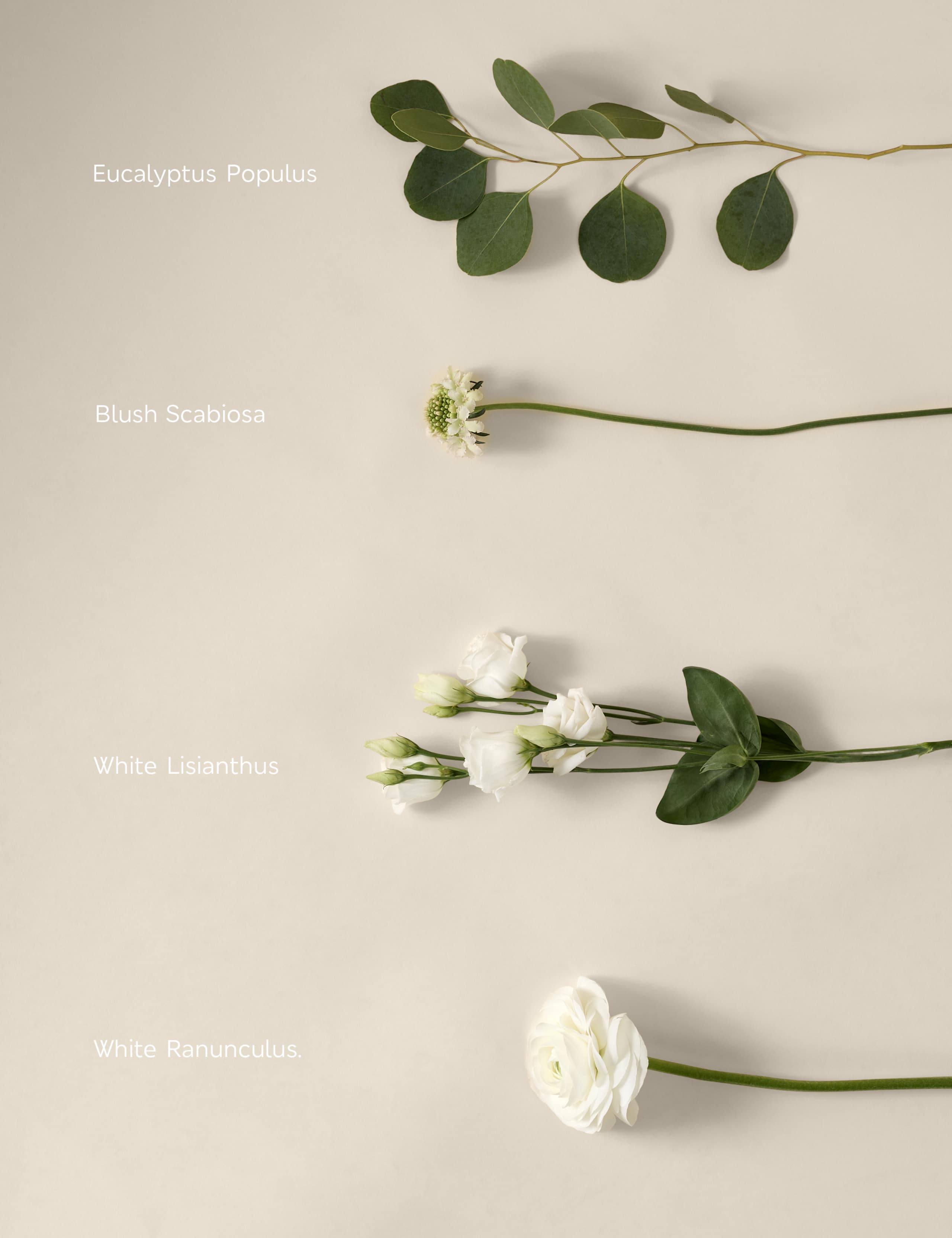 Kelly Hoppen Ranunculus Bouquet 6 of 8