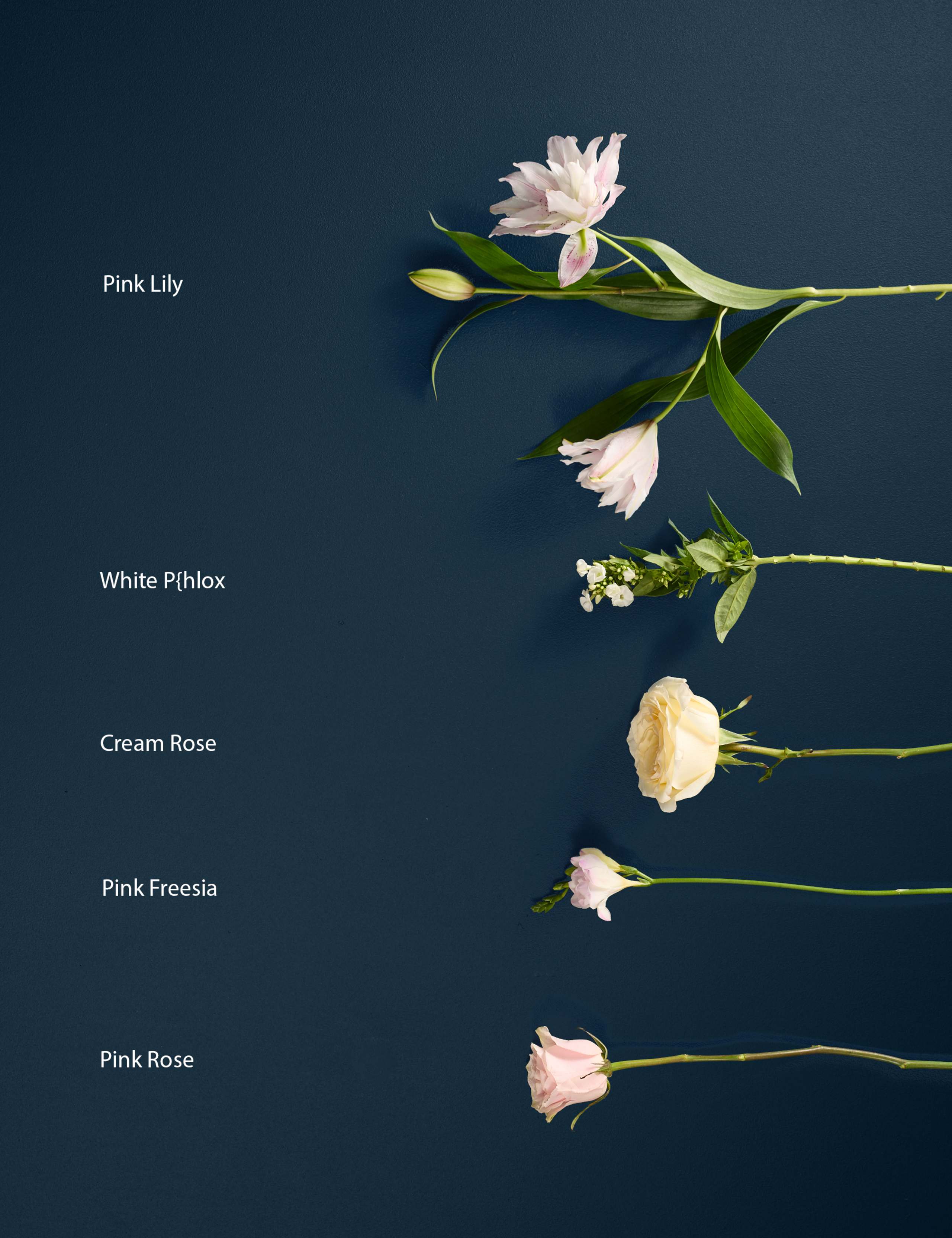 Katherine Jenkins Classical Bouquet 5 of 10