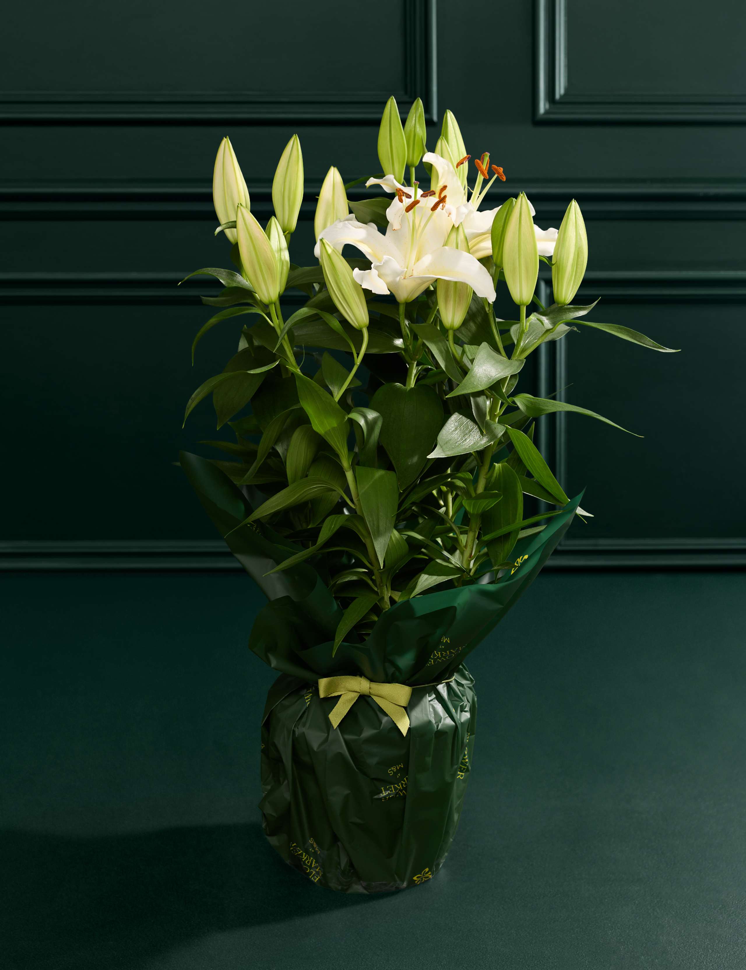 White Oriental Lily 3 of 6