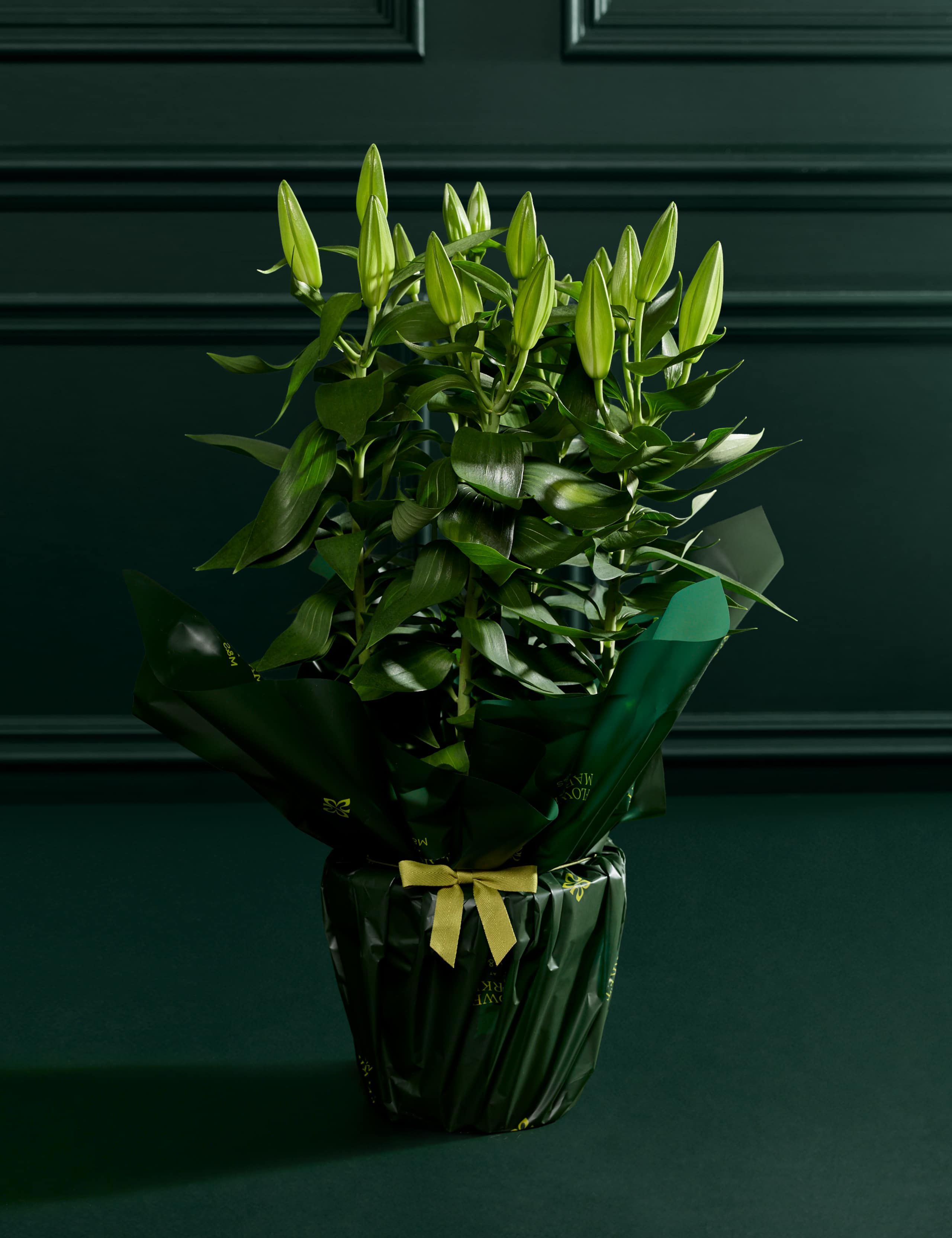 White Oriental Lily 4 of 6