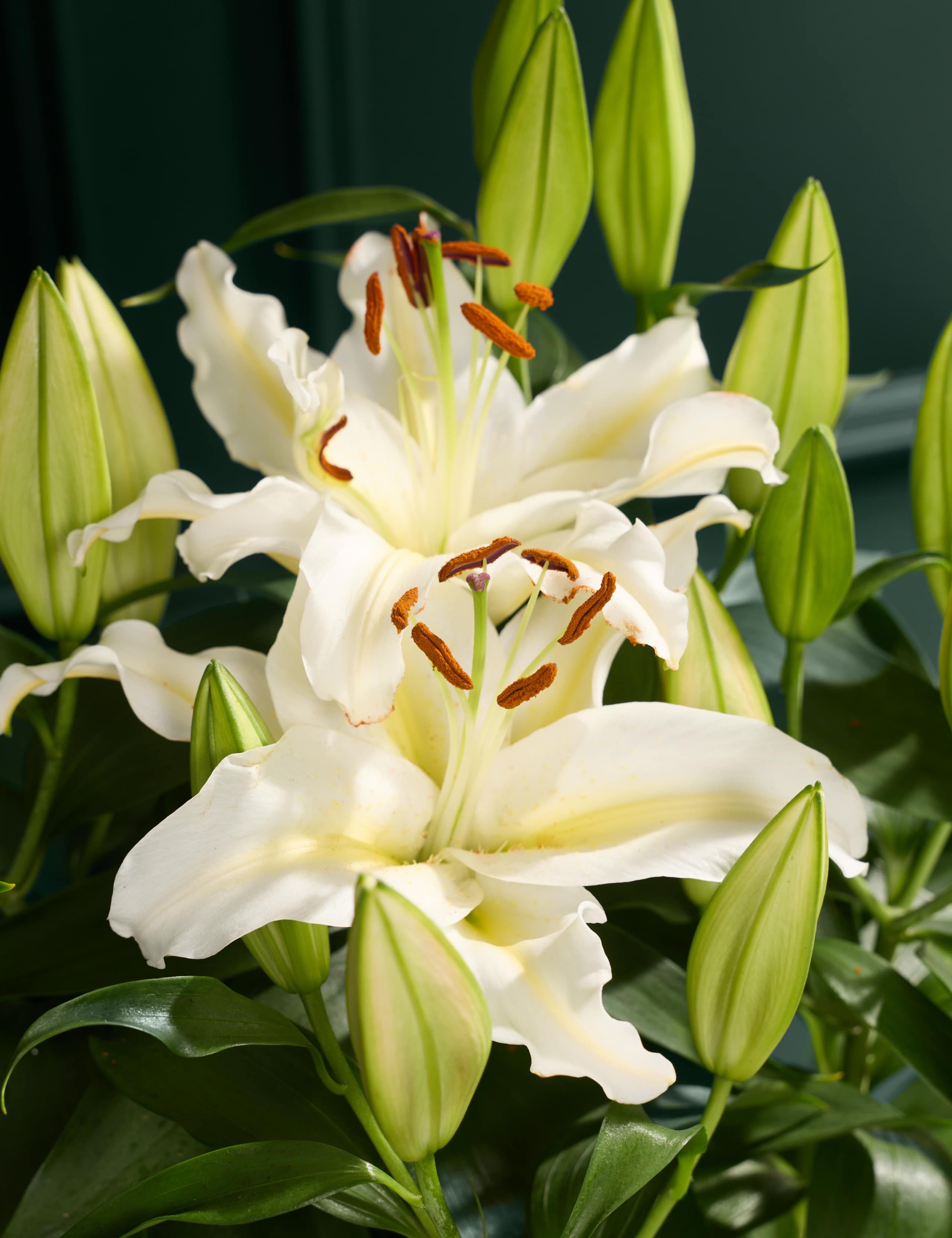 White Oriental Lily 2 of 6