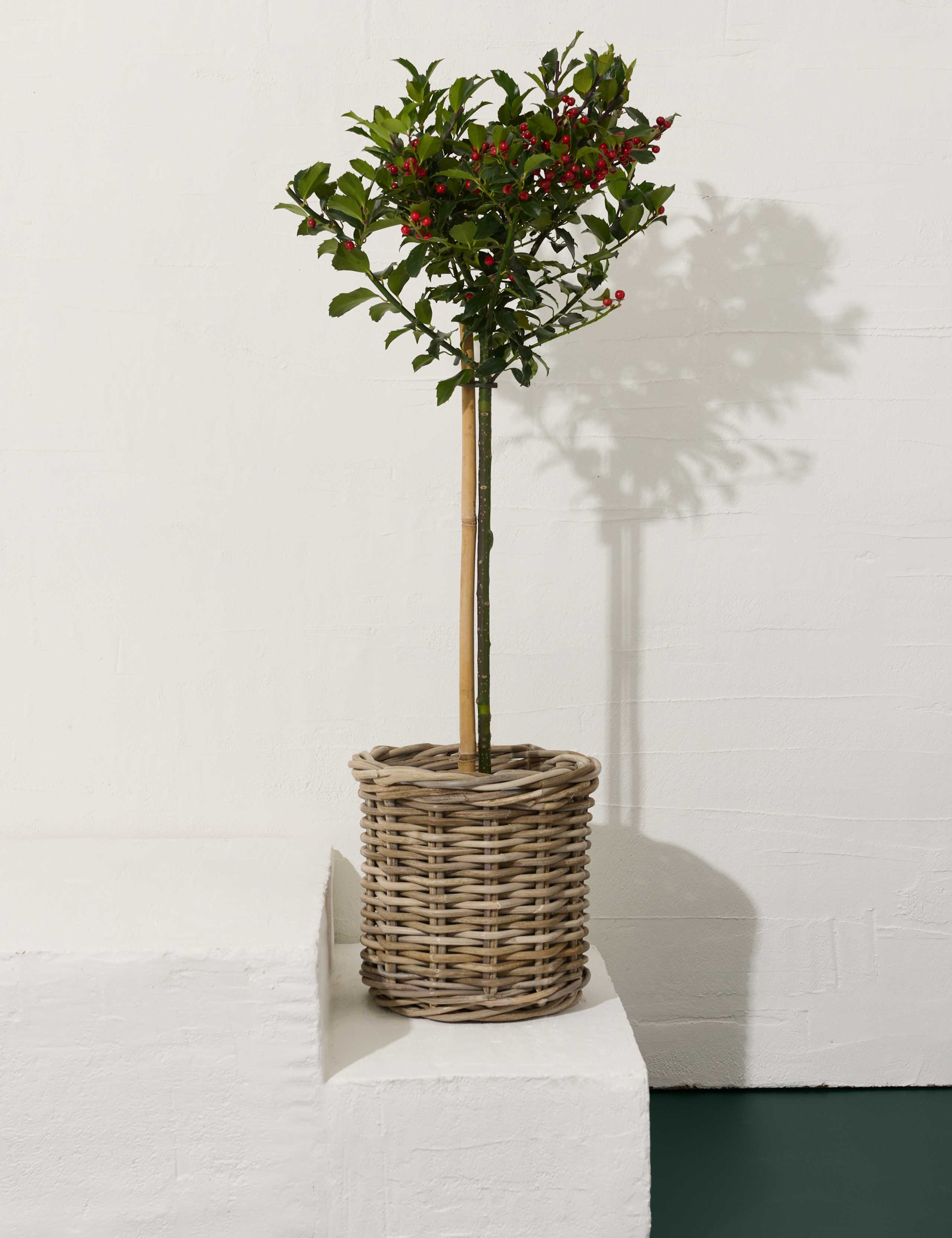 Holly Tree in Kubu Basket 1 of 3