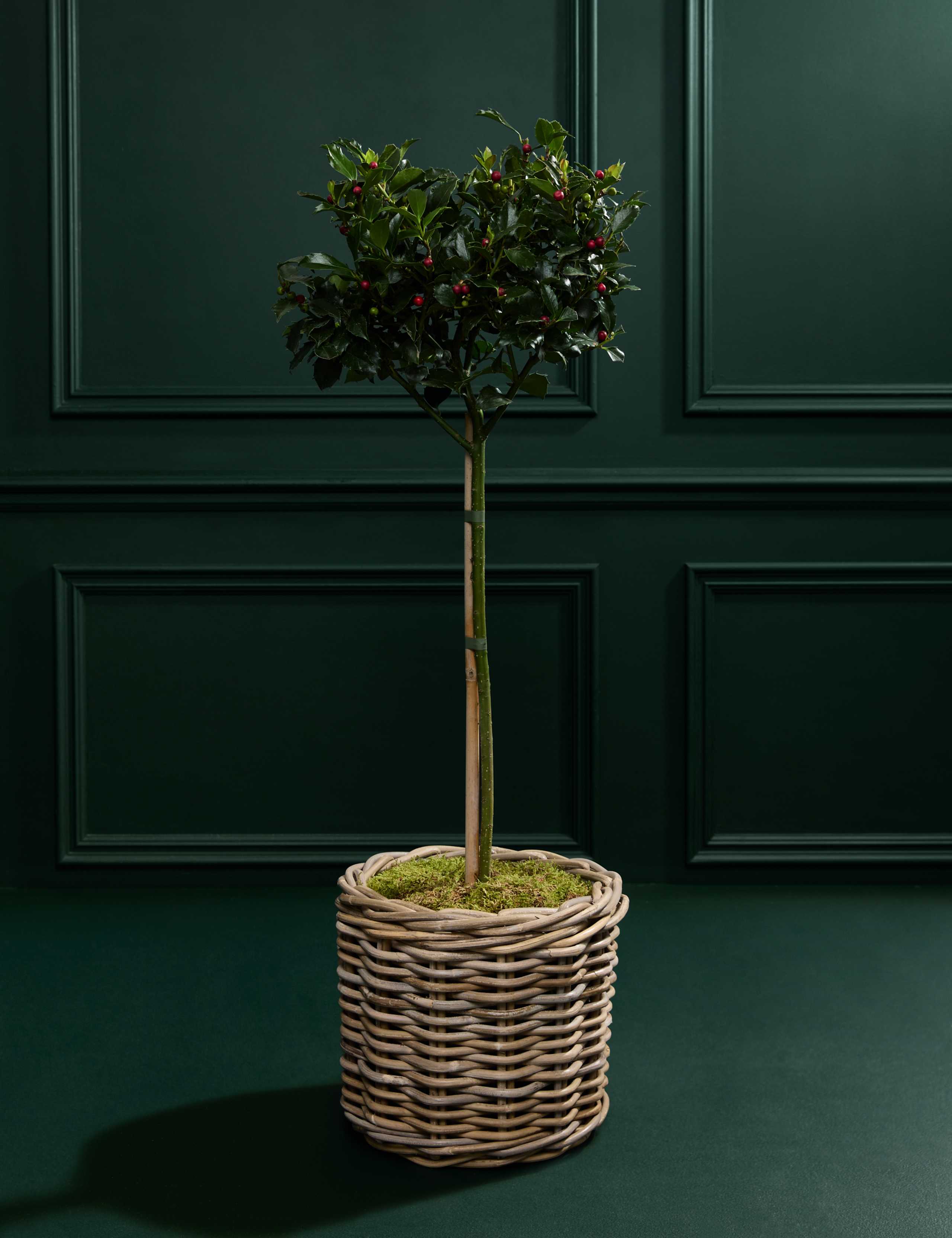 Outdoor Holly Tree in Kubu Basket 1 of 5