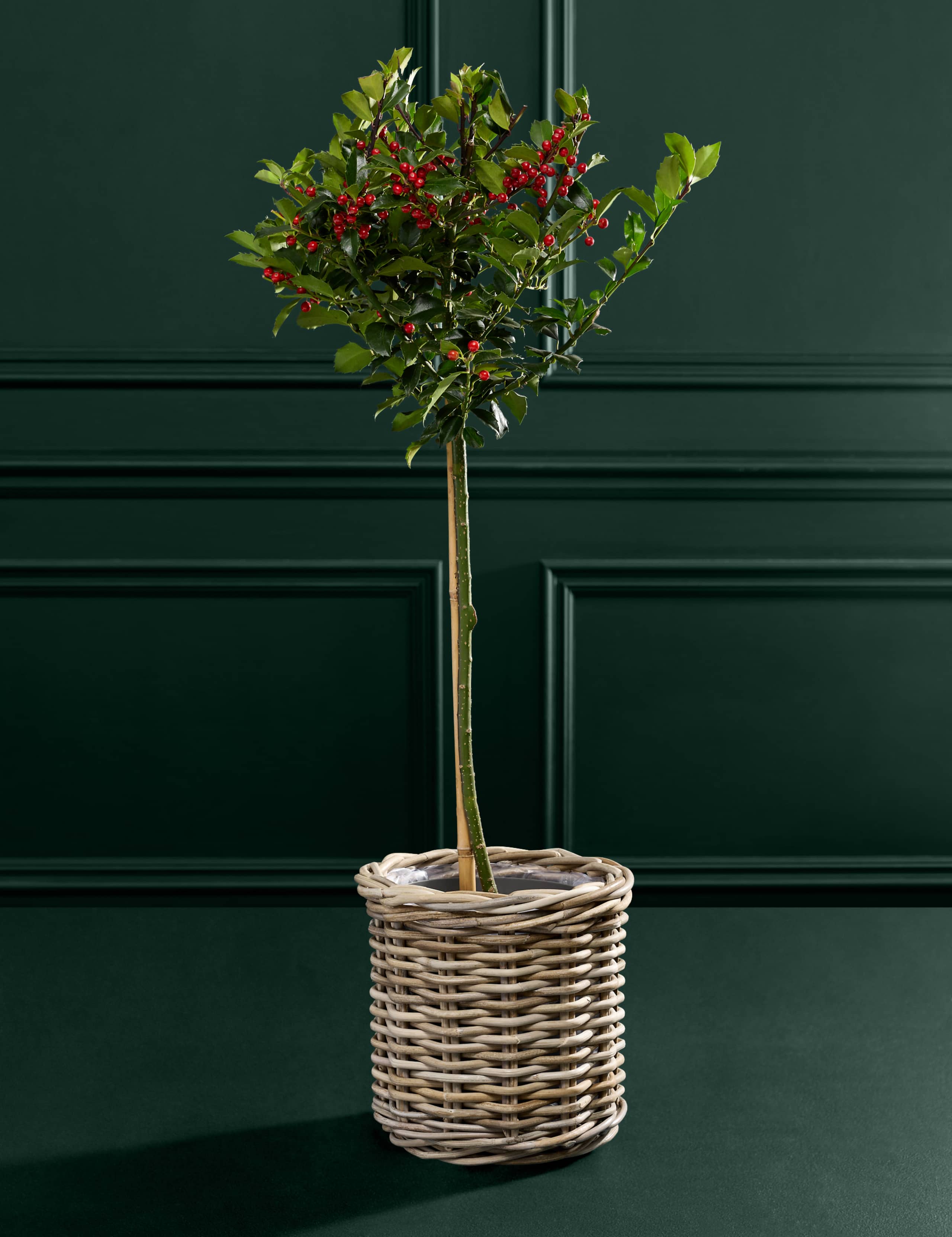 Outdoor Holly Tree in Kubu Basket 3 of 5