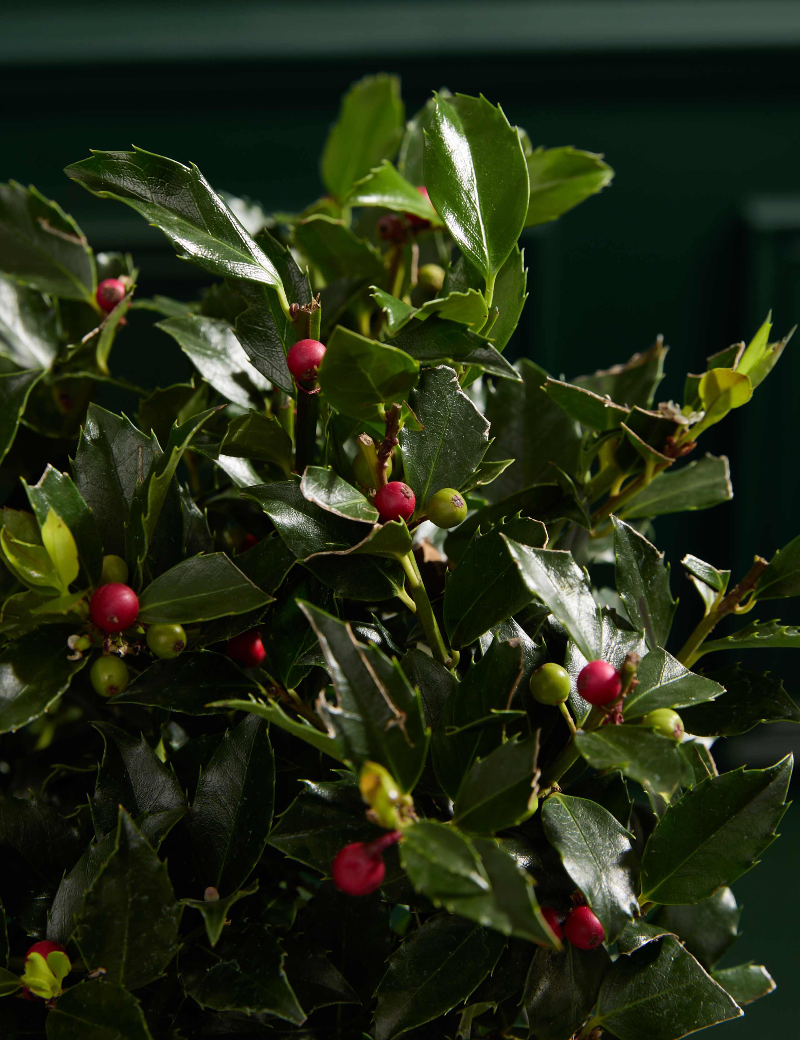 Outdoor Holly Tree in Kubu Basket 2 of 5