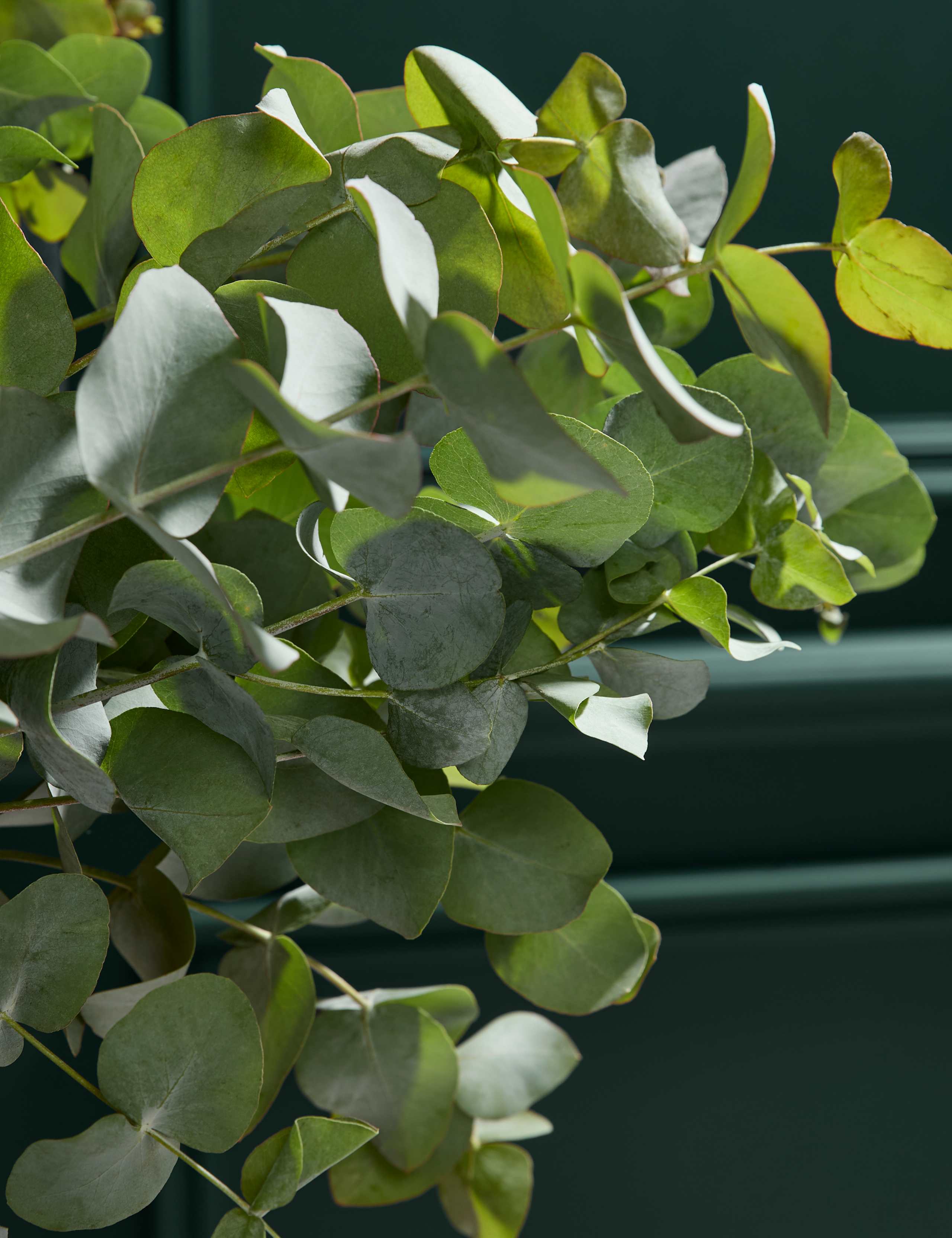 Eucalyptus Abundance Bouquet 3 of 4
