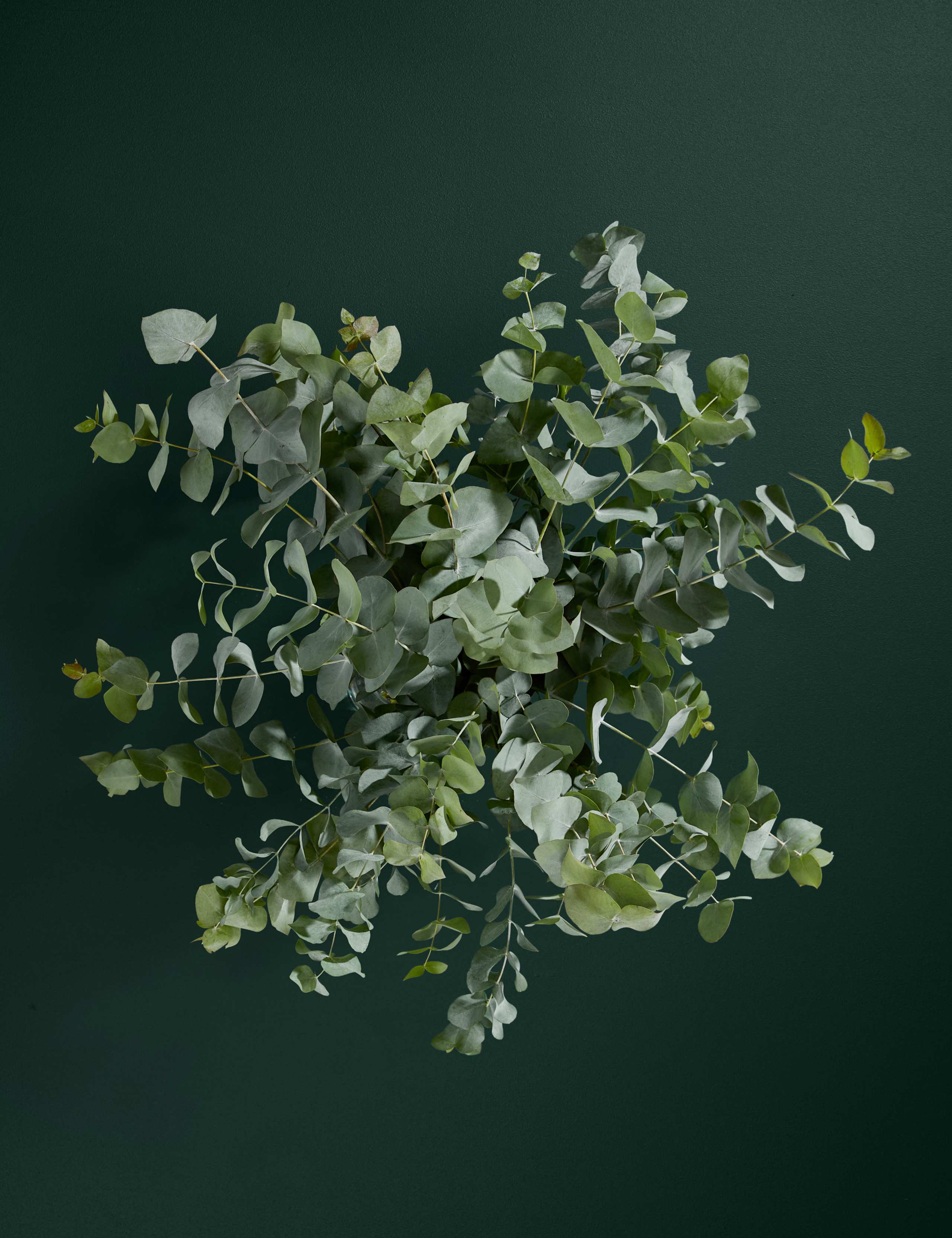 Eucalyptus Abundance Bouquet 2 of 4