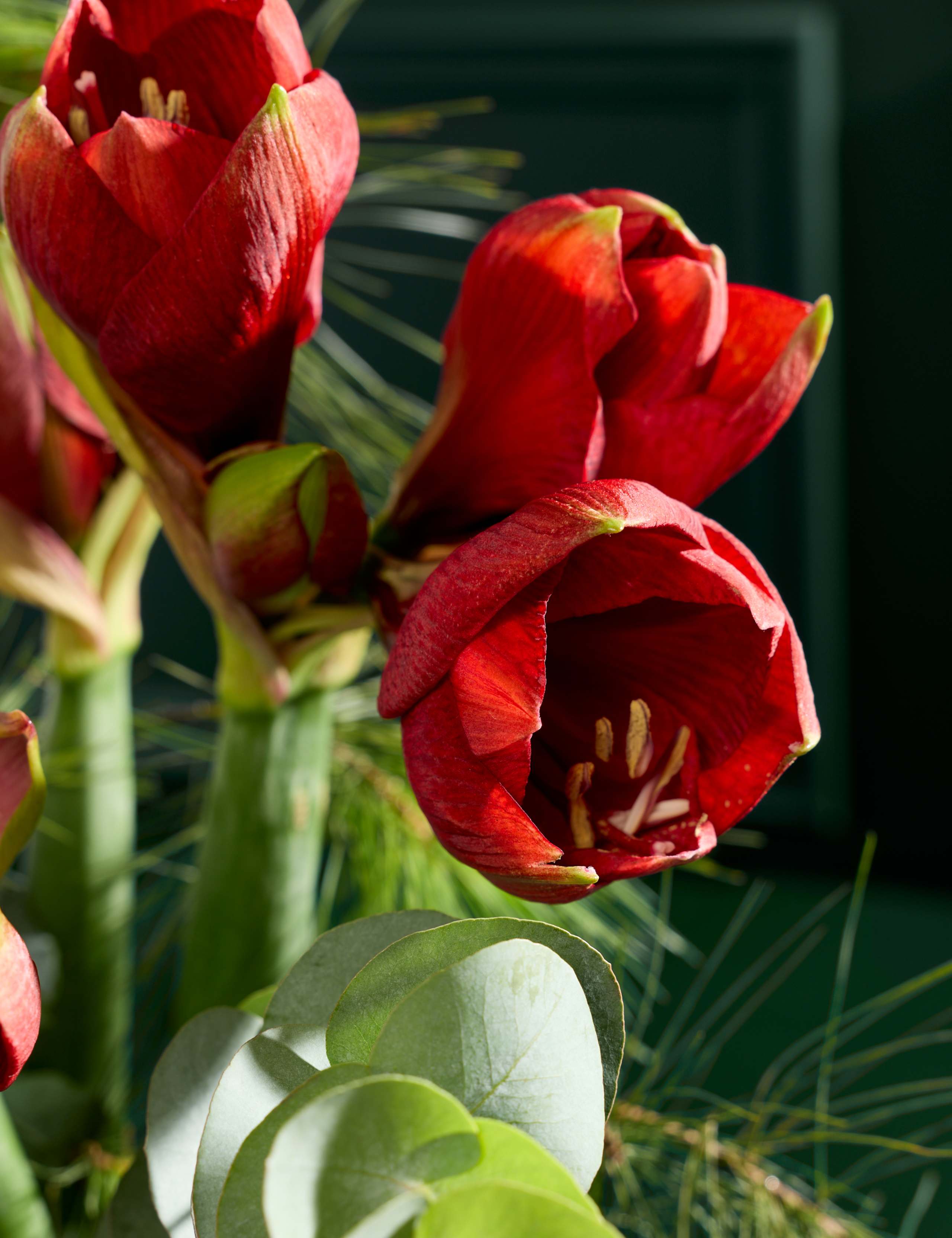 Red Amaryllis Bouquet 3 of 4
