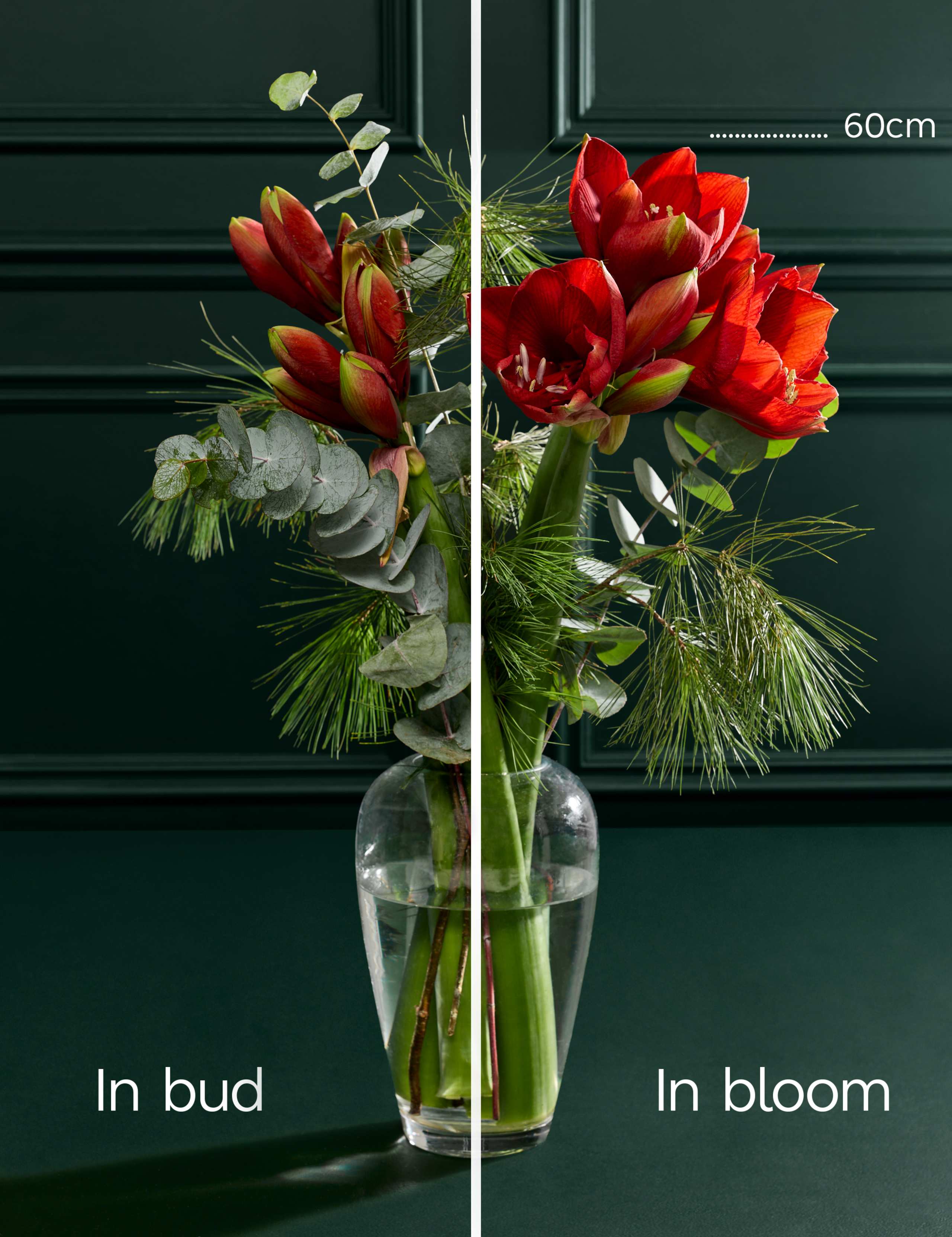 Red Amaryllis Bouquet 4 of 4