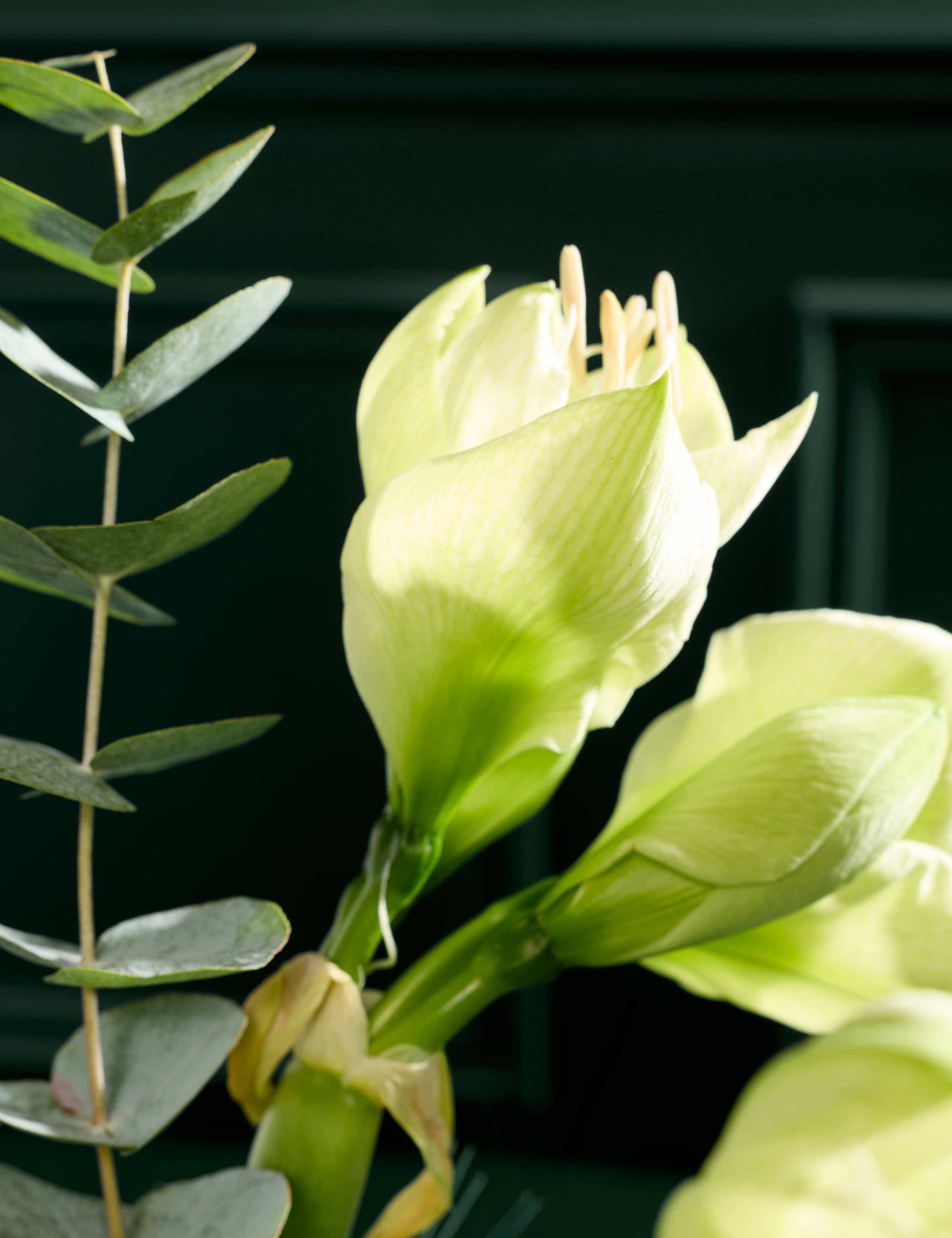White Amaryllis Bouquet 3 of 6