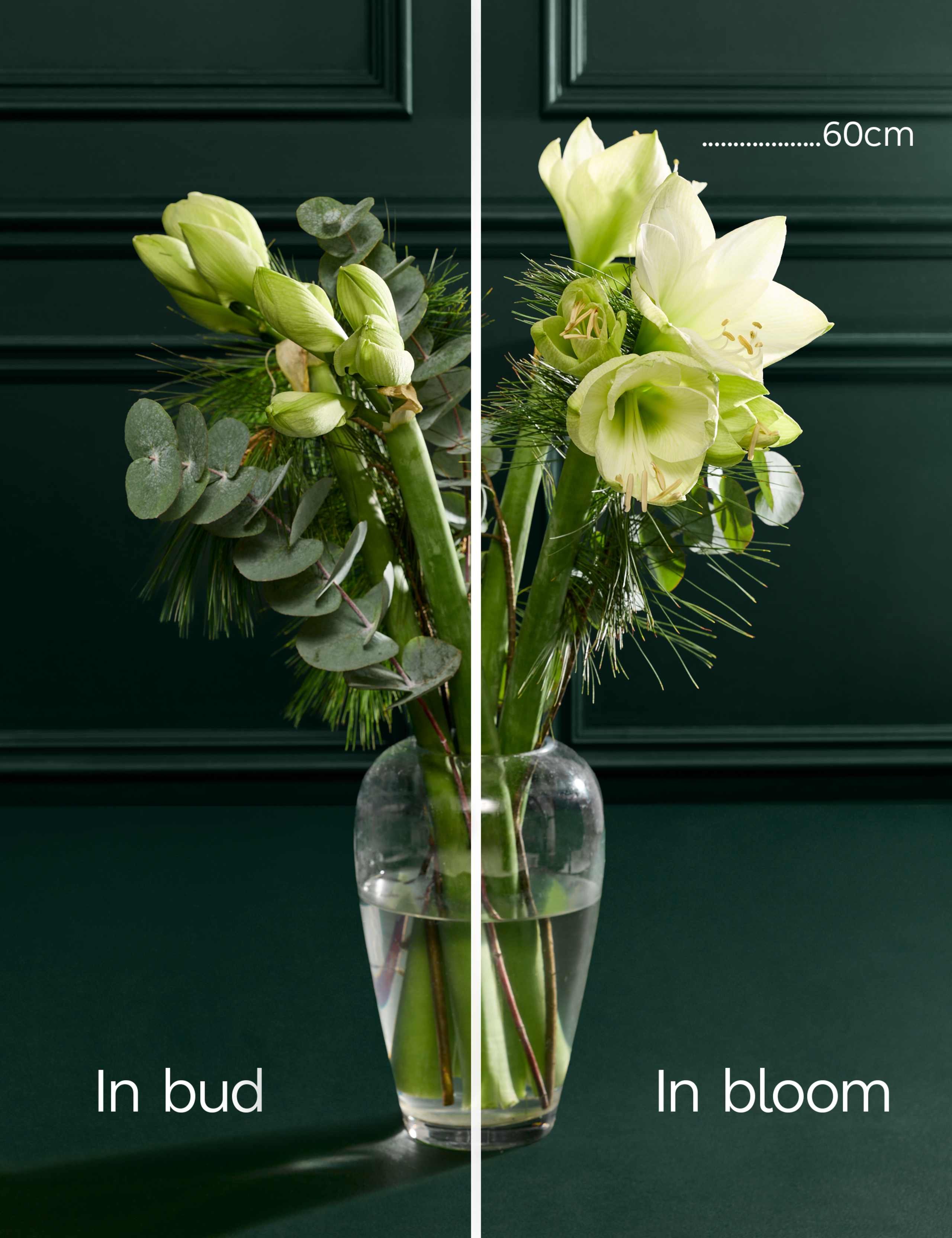 White Amaryllis Bouquet 4 of 6