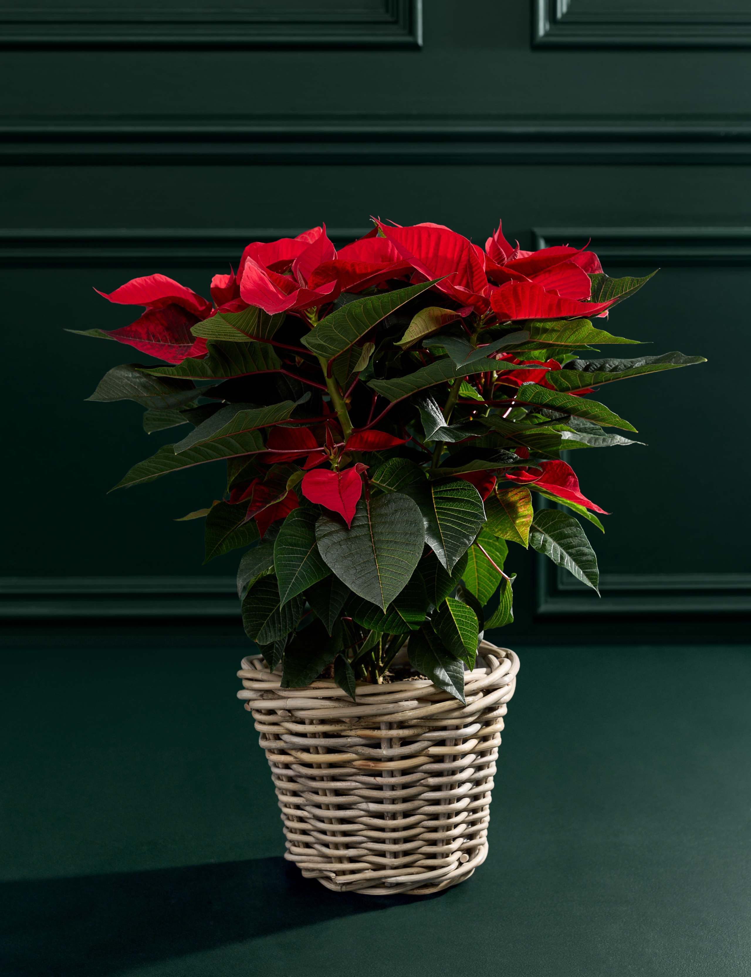 Poinsettia in Kubu Basket 1 of 4