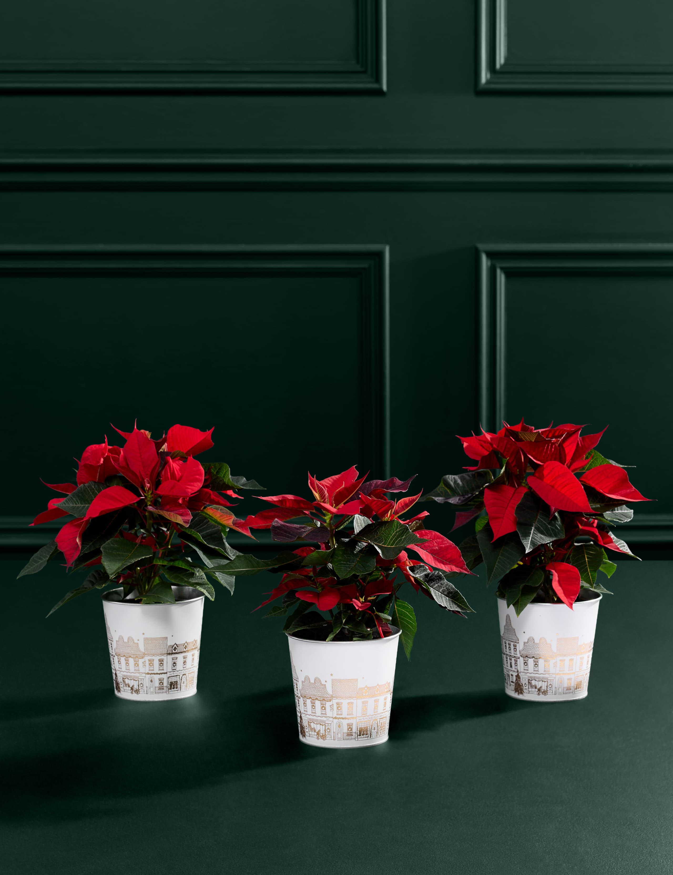 Miniature Poinsettia Trio 3 of 3