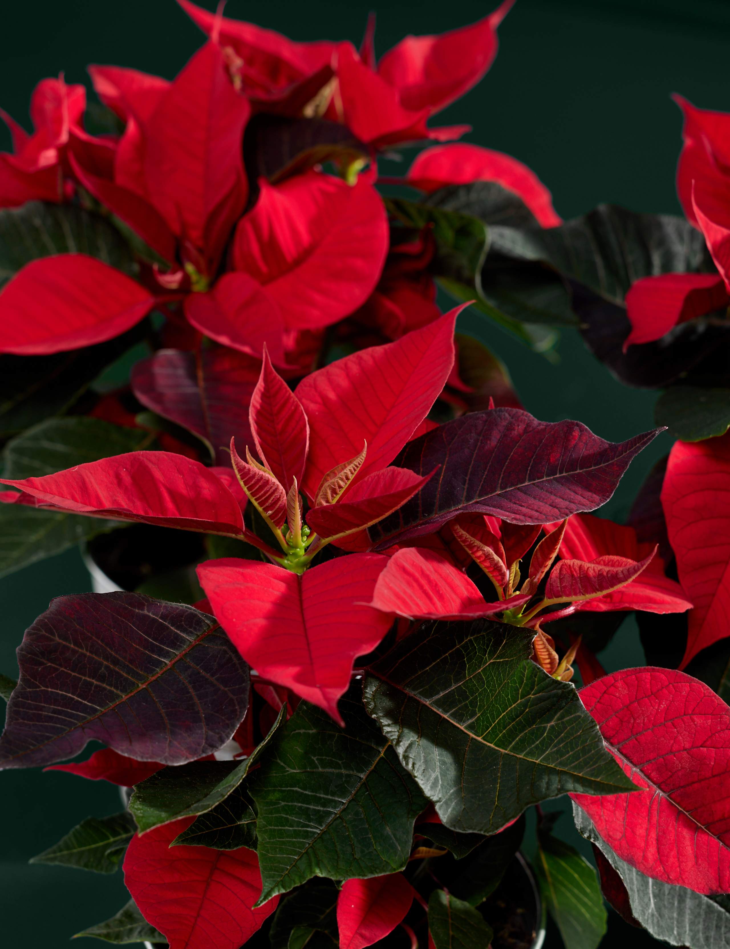 Miniature Poinsettia Trio 2 of 3
