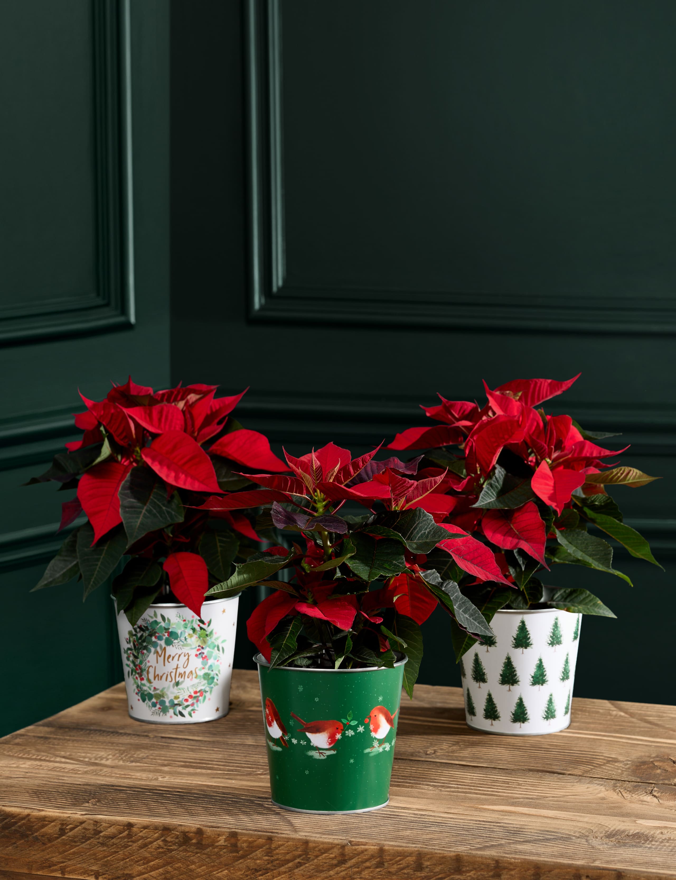 Red Poinsettia Trio 1 of 4
