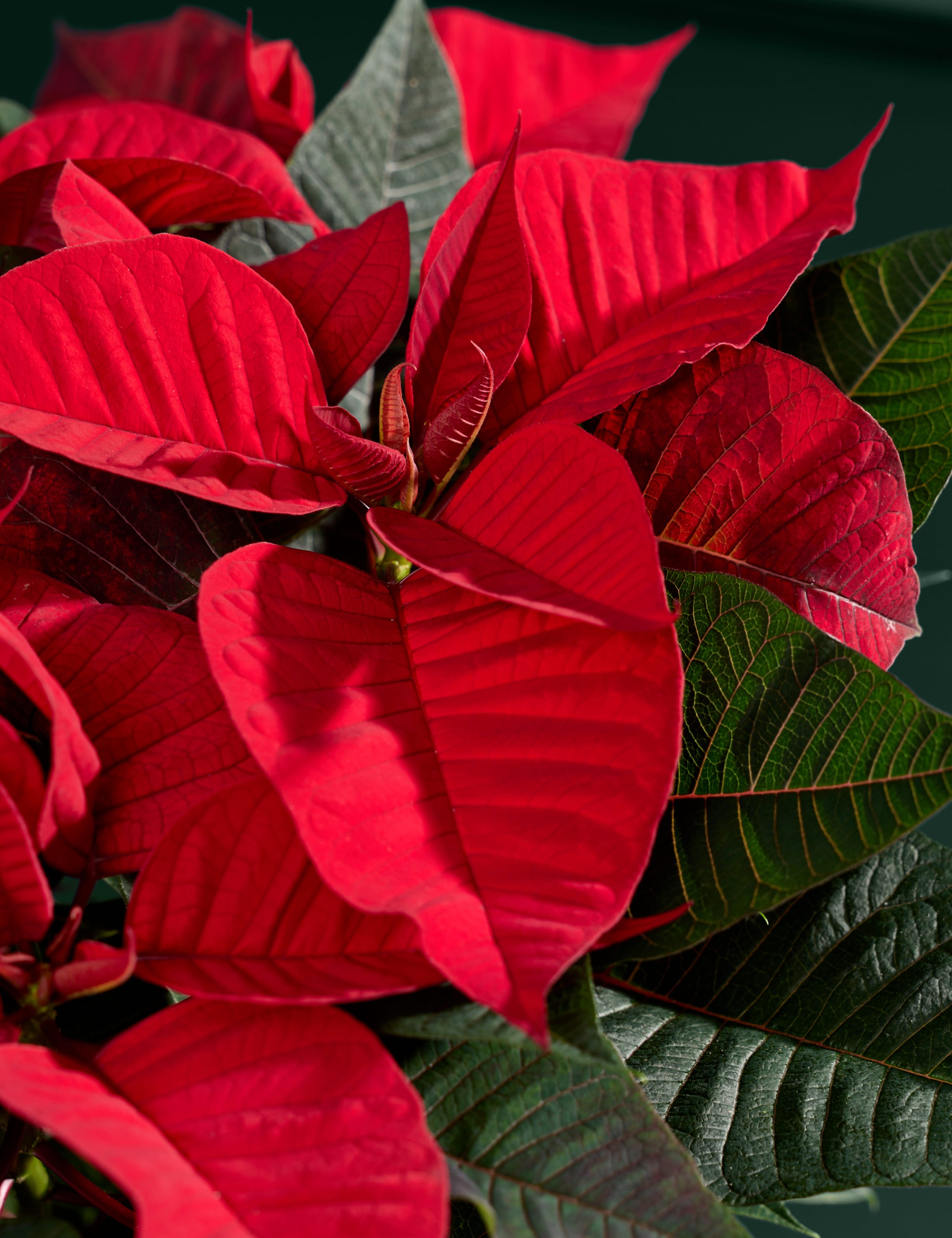 Red Poinsettia Trio 2 of 4