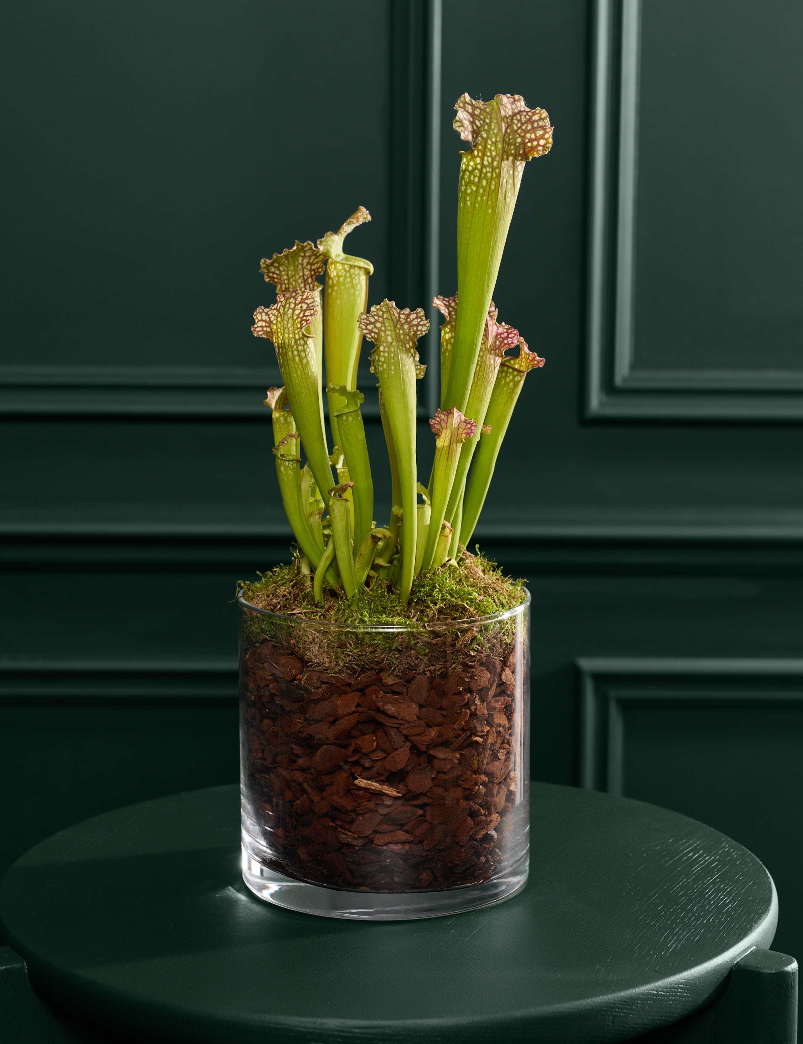 Carnivorous Plant in Glass Terrarium 1 of 3