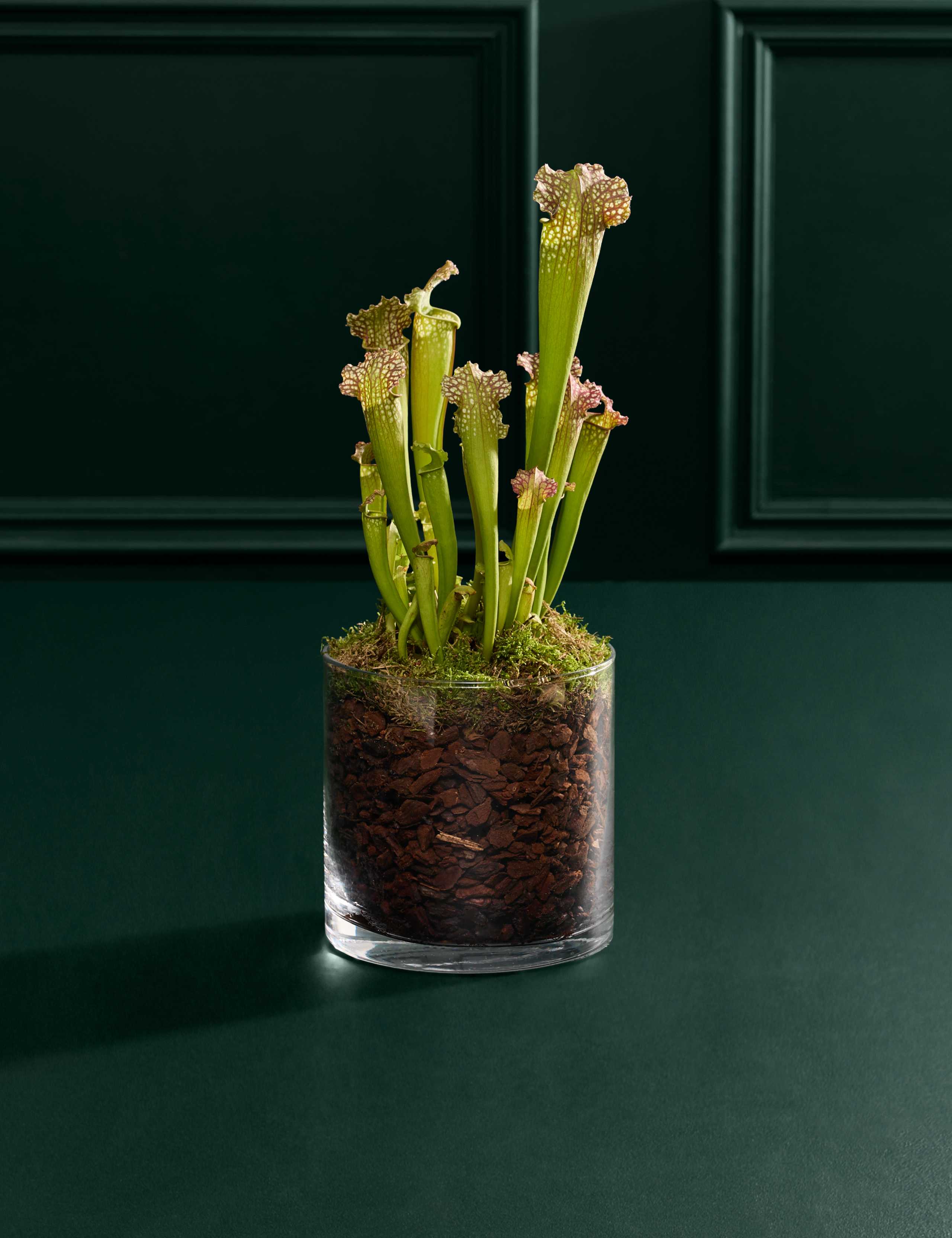 Carnivorous Plant in Glass Terrarium 3 of 3