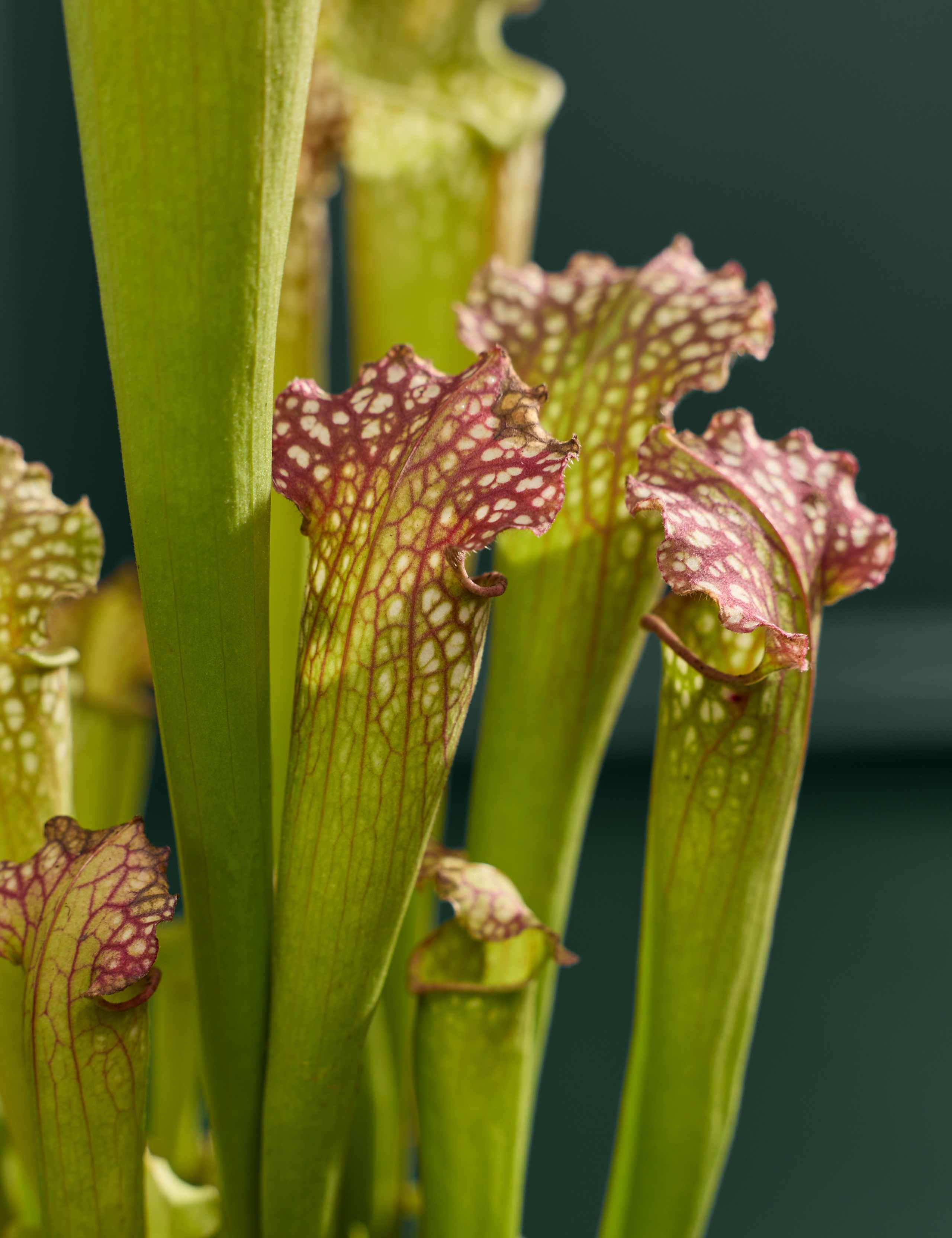 Carnivorous Plant in Glass Terrarium 2 of 3