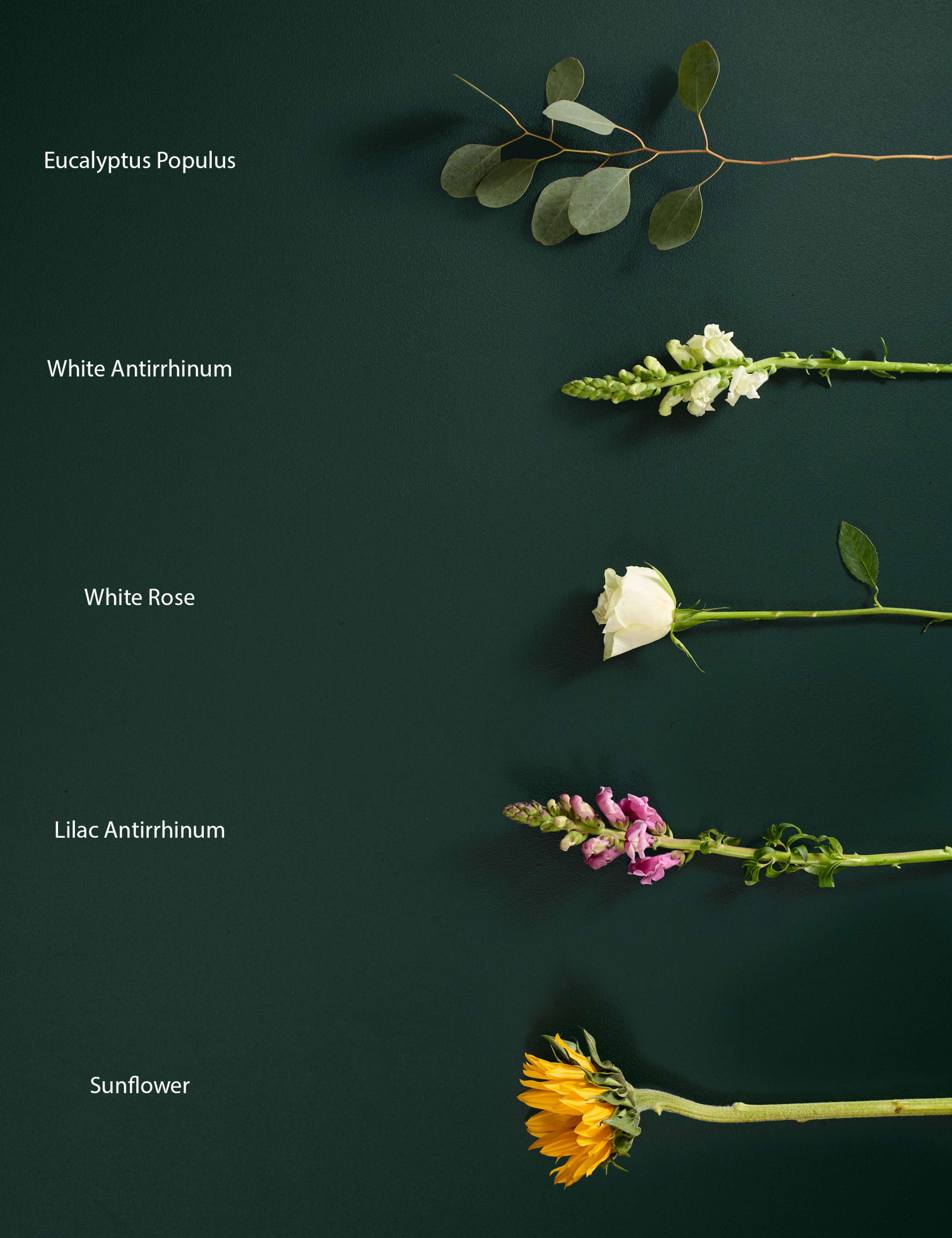 Sunflower & Rose Bouquet 4 of 5