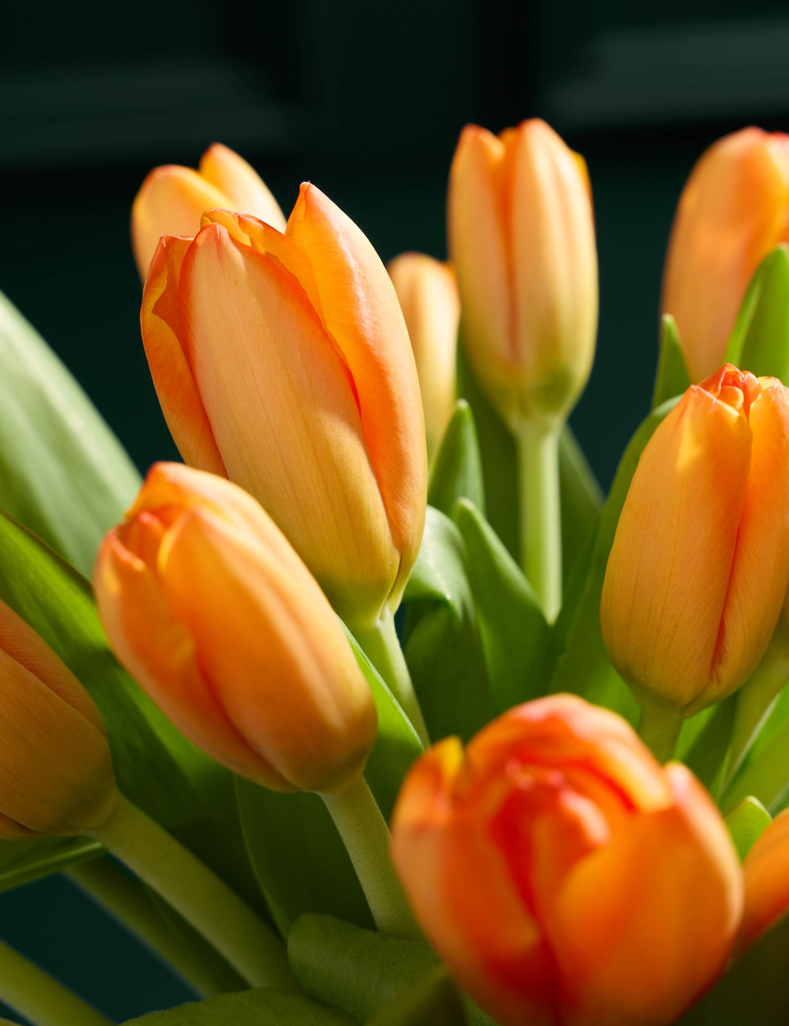 Orange Tulip Abundance Bouquet 3 of 5