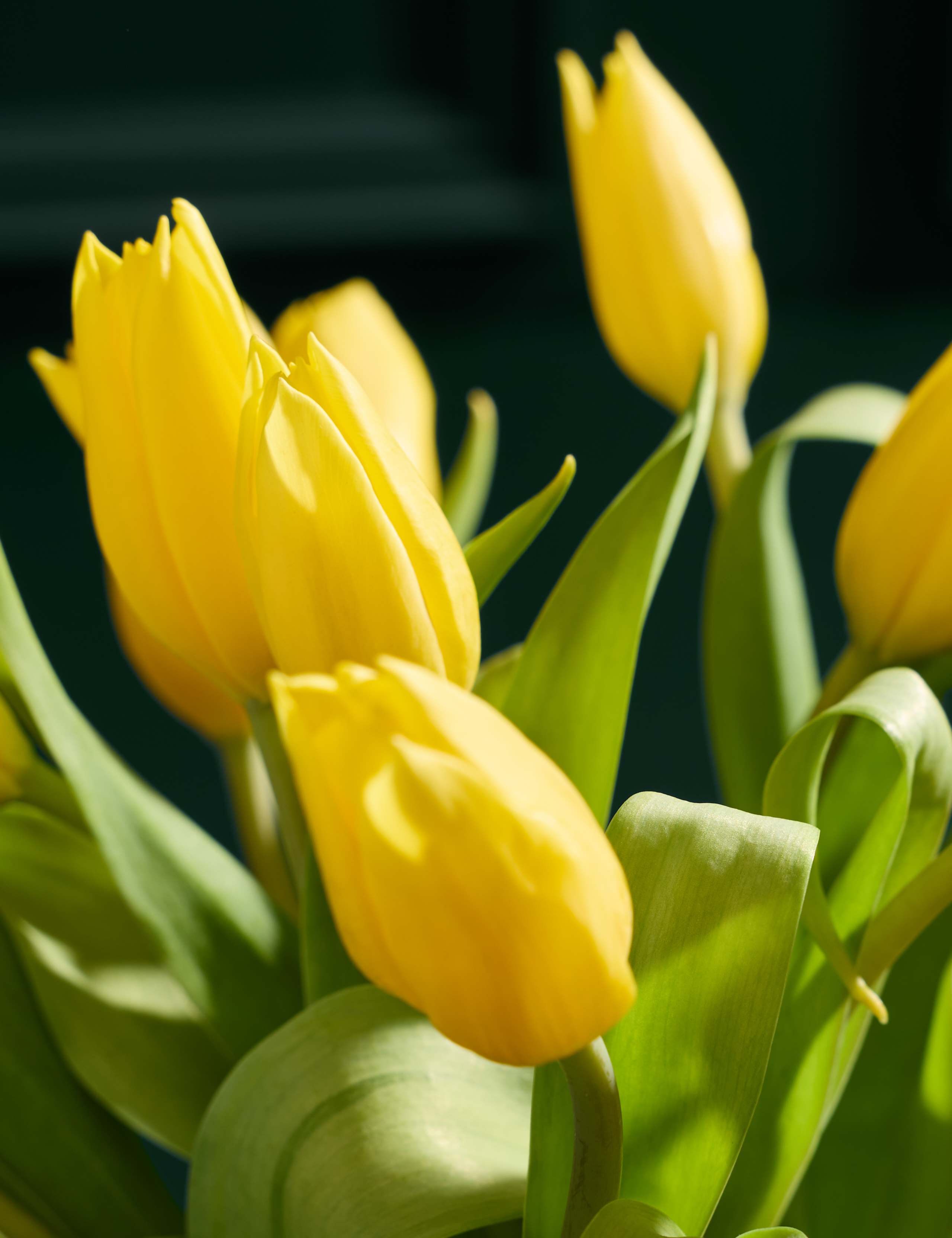 Yellow Tulip Abundance Bouquet 3 of 5