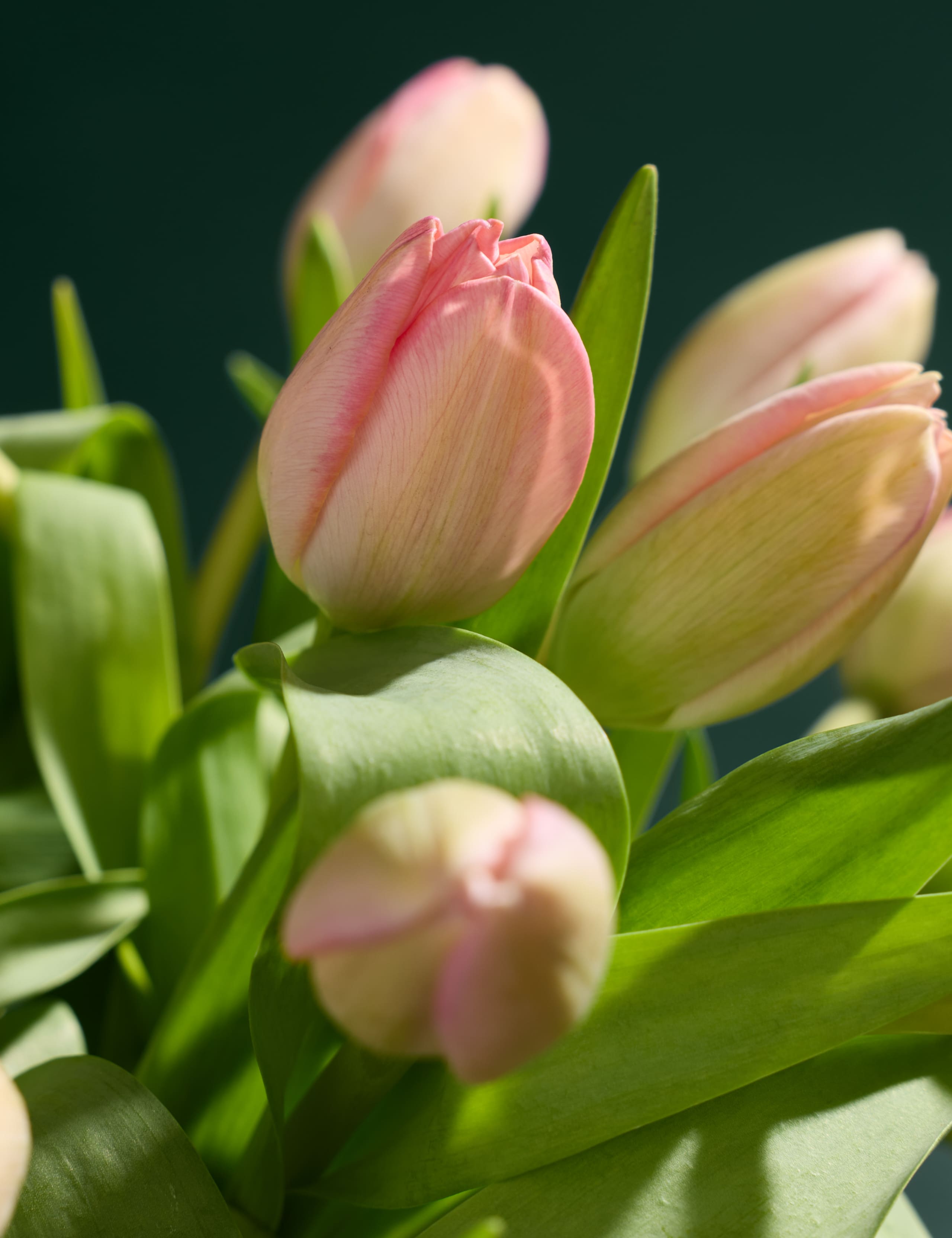 Pink Tulip Abundance Bouquet 3 of 5