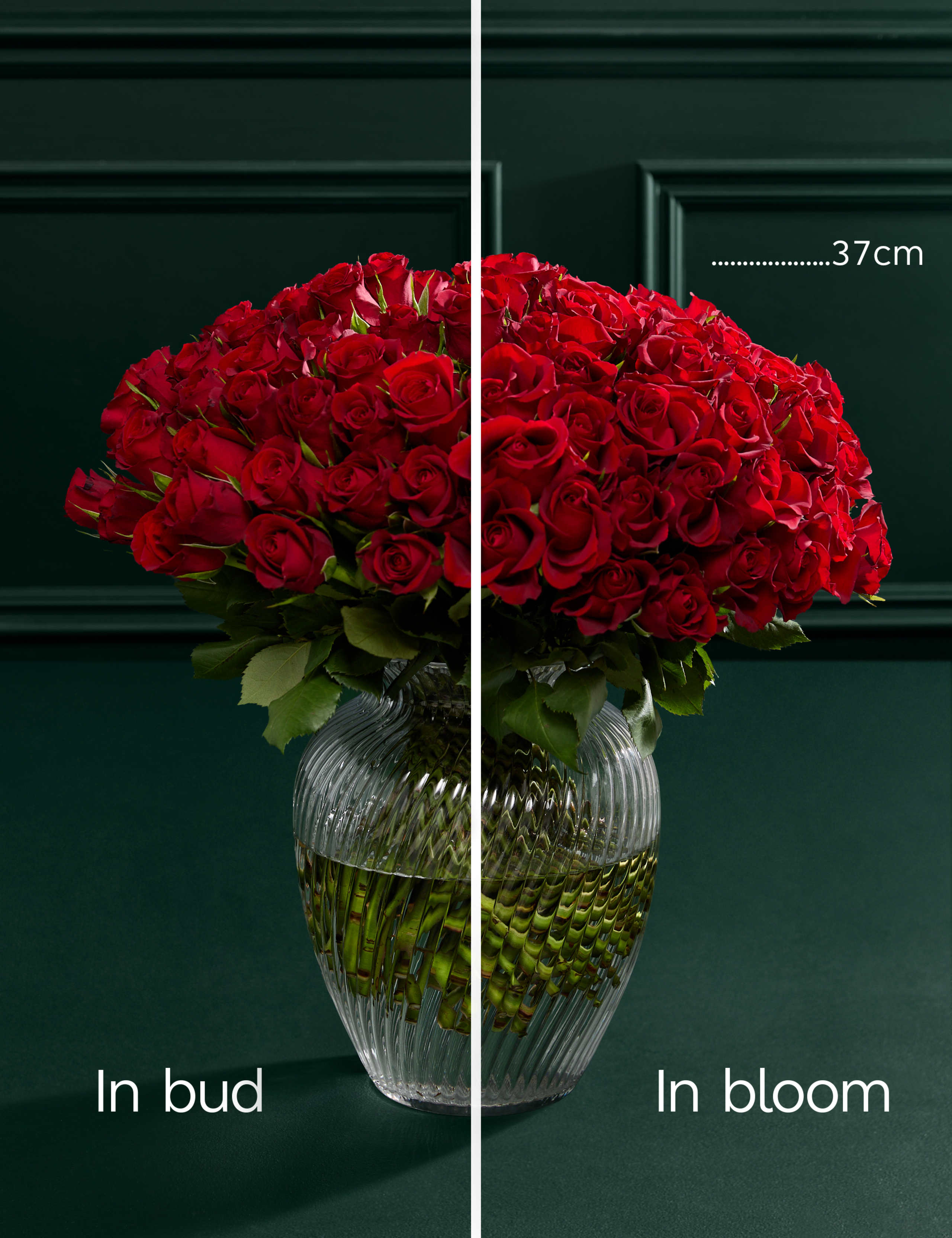 Valentine's 100 Romantic Red Roses Bouquet 4 of 4