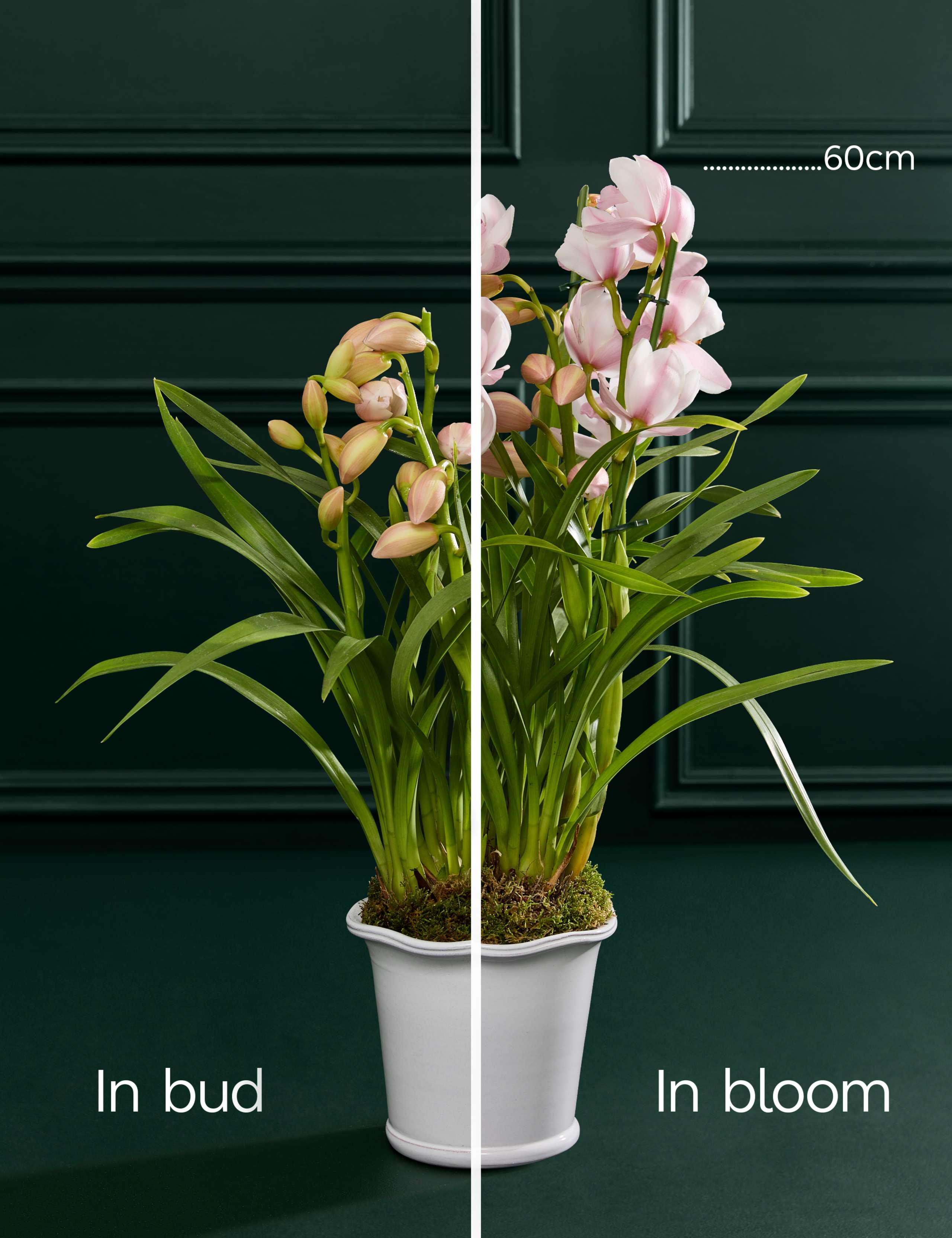 Cymbidium Orchid in Ceramic Pot 3 of 3