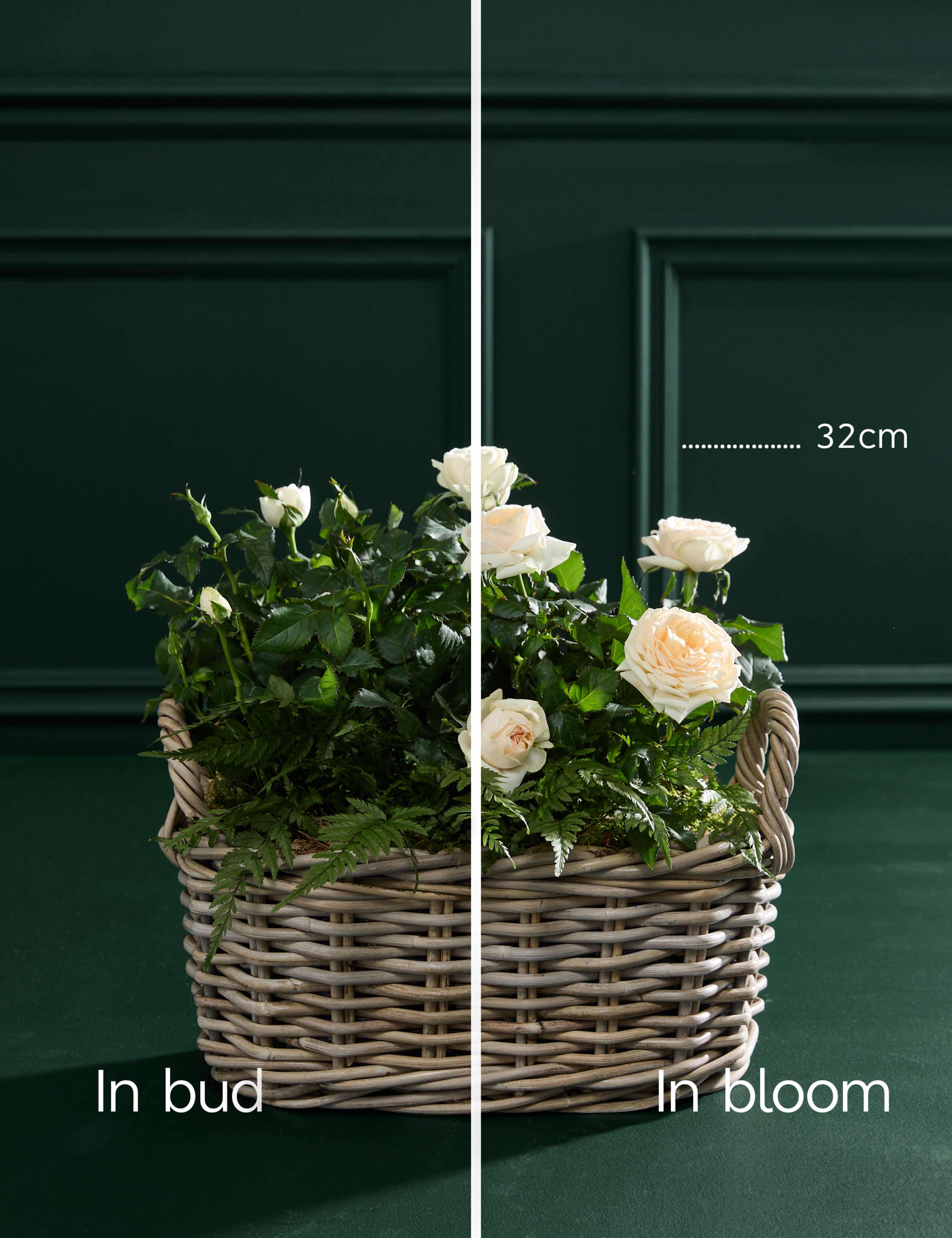 Mixed Rose in Kubu Basket 3 of 3