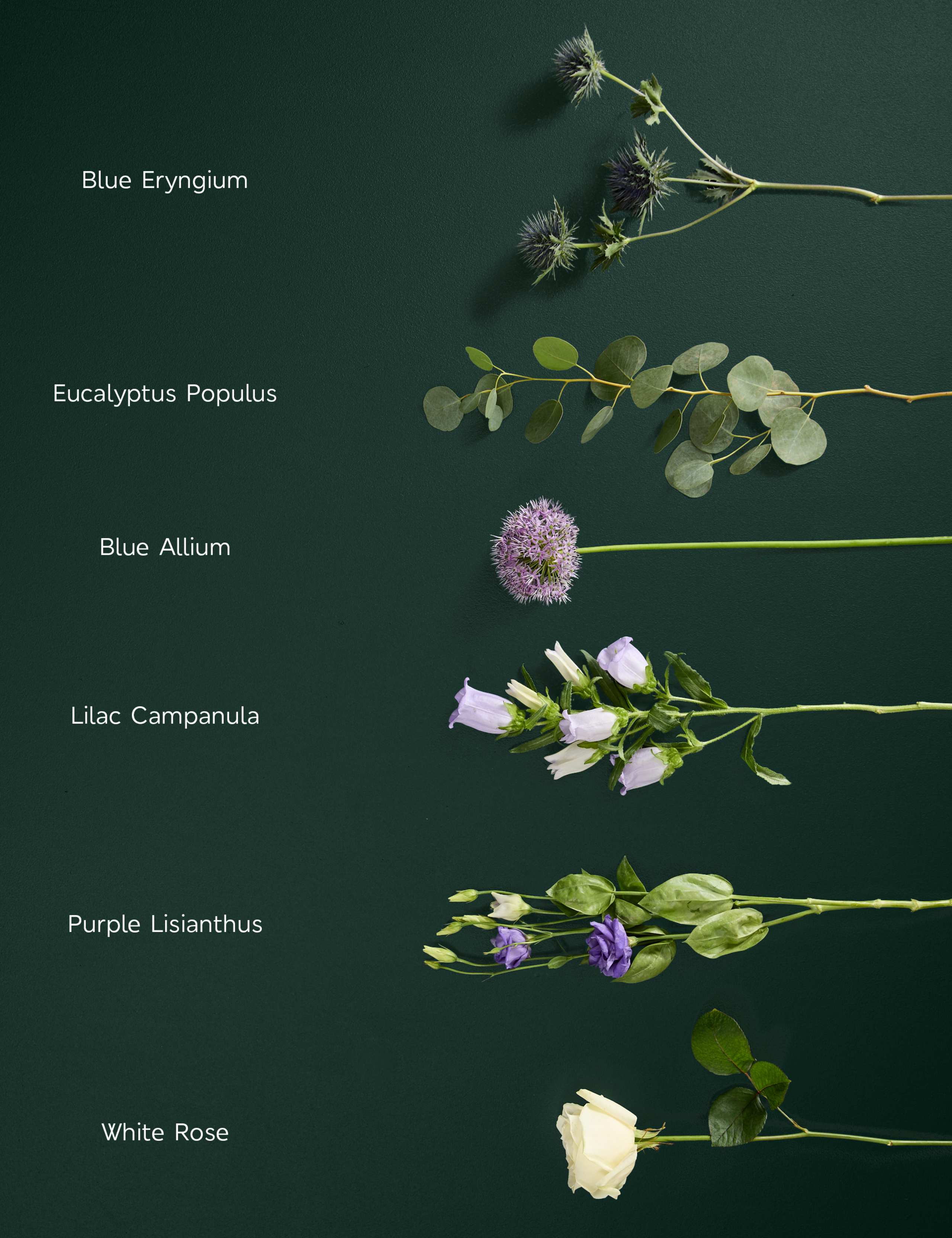 Allium & Campanula Bouquet 4 of 7