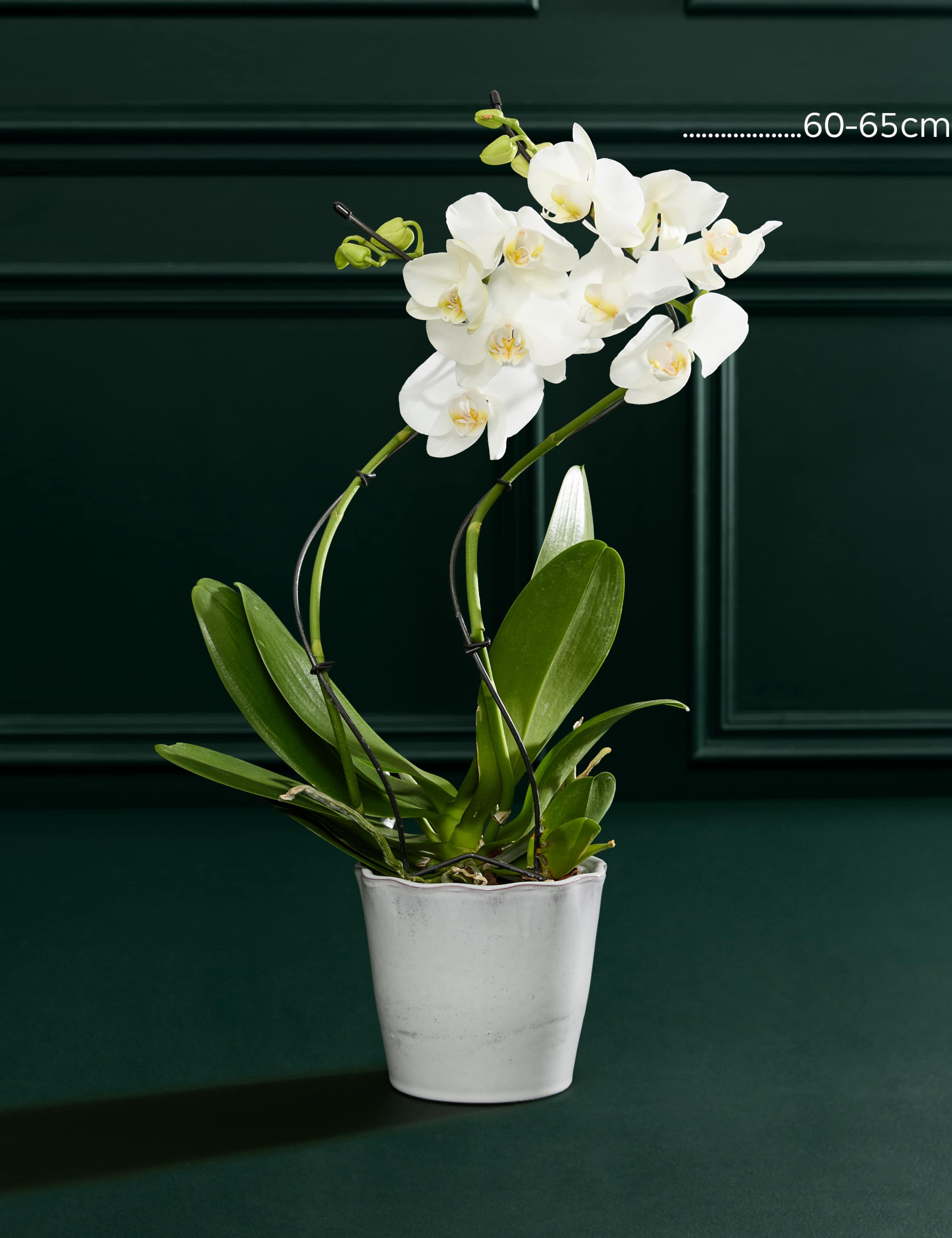 Hurricane Orchid in Ceramic Pot 3 of 3