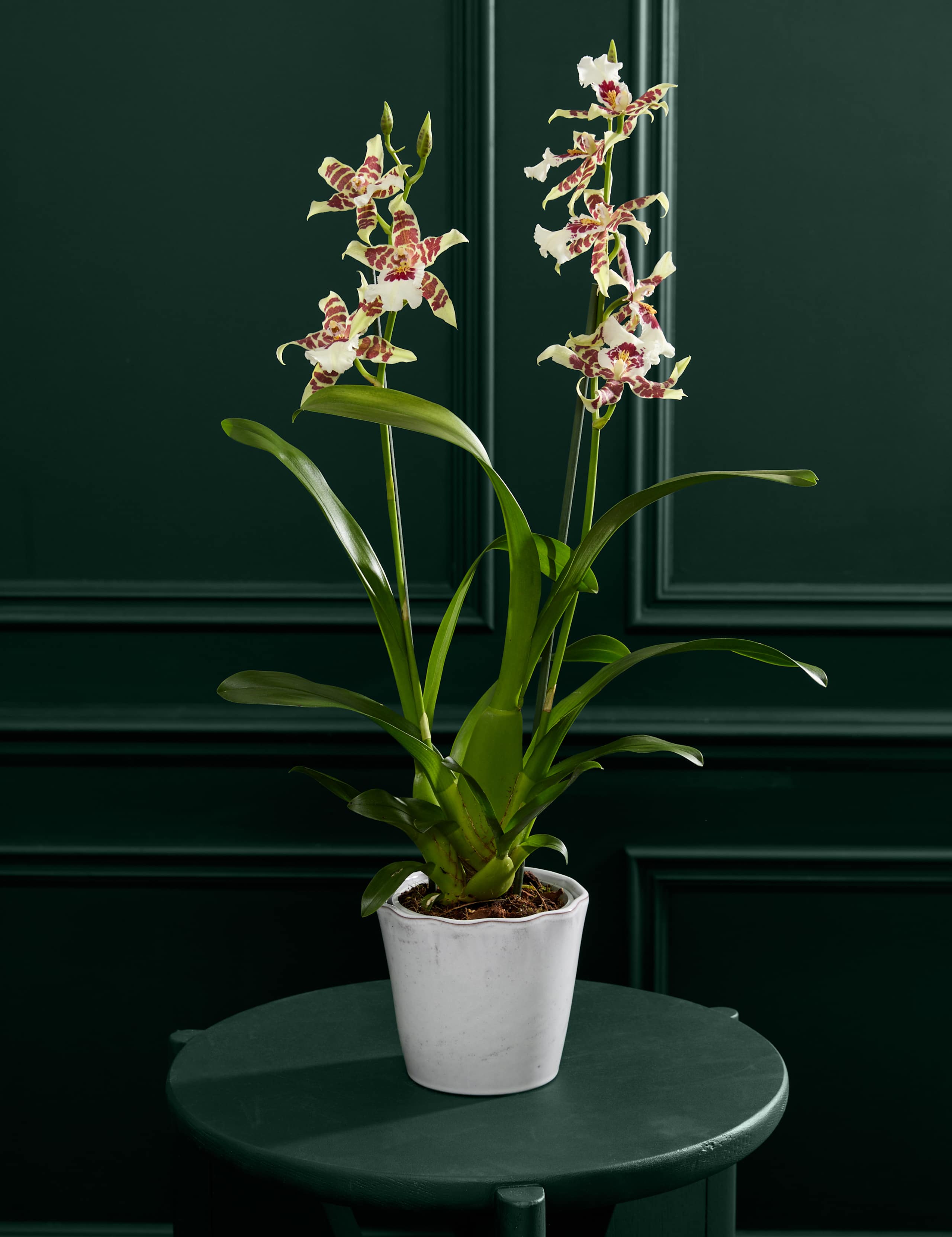 Cambria Orchid with Ceramic Pot 1 of 5