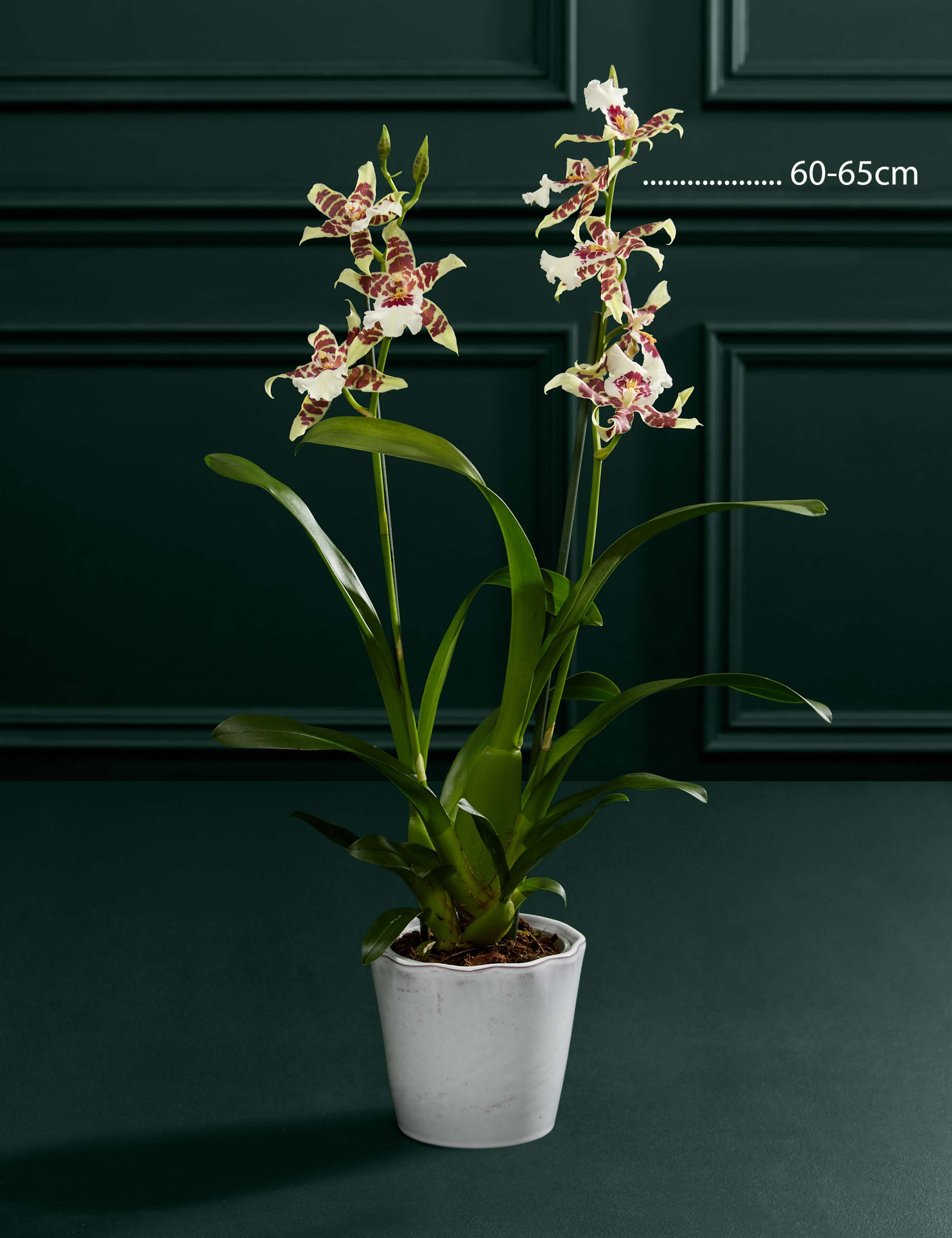 Cambria Orchid with Ceramic Pot 3 of 5