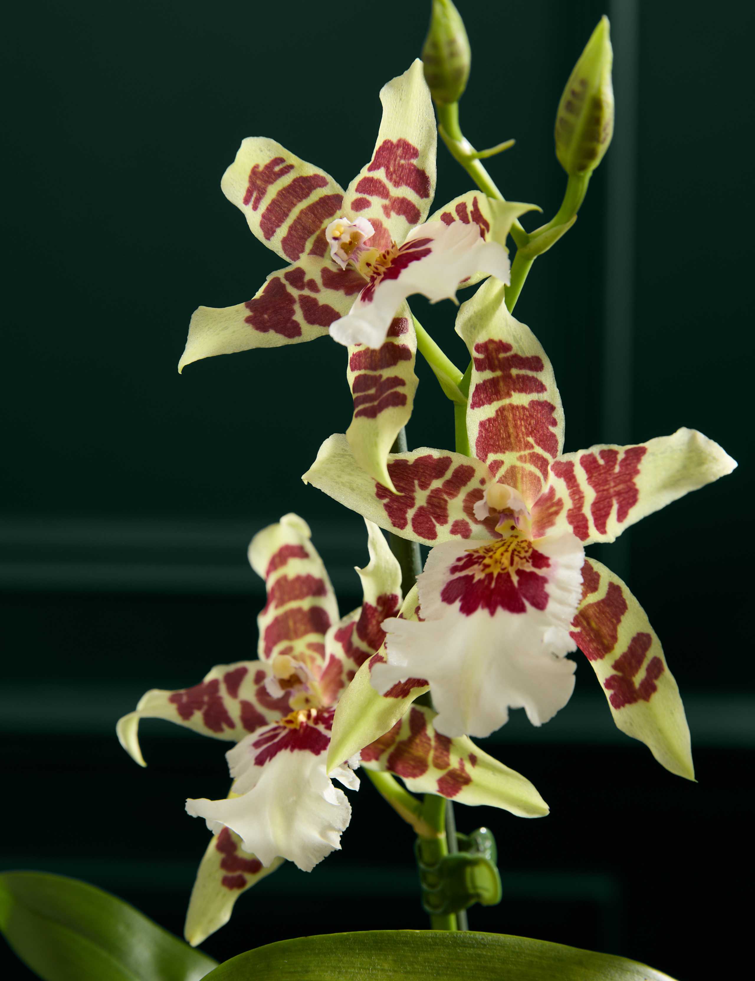 Scented Cambria Orchid With Ceramic Pot 2 of 3