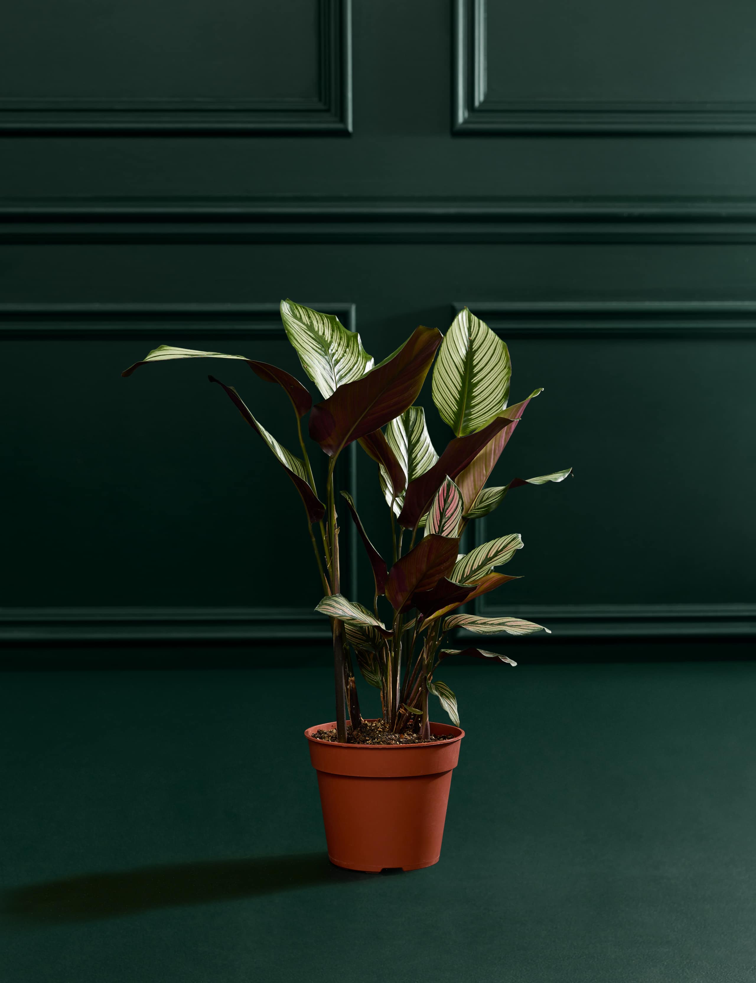 Large Calathea Whitestar 1 of 5