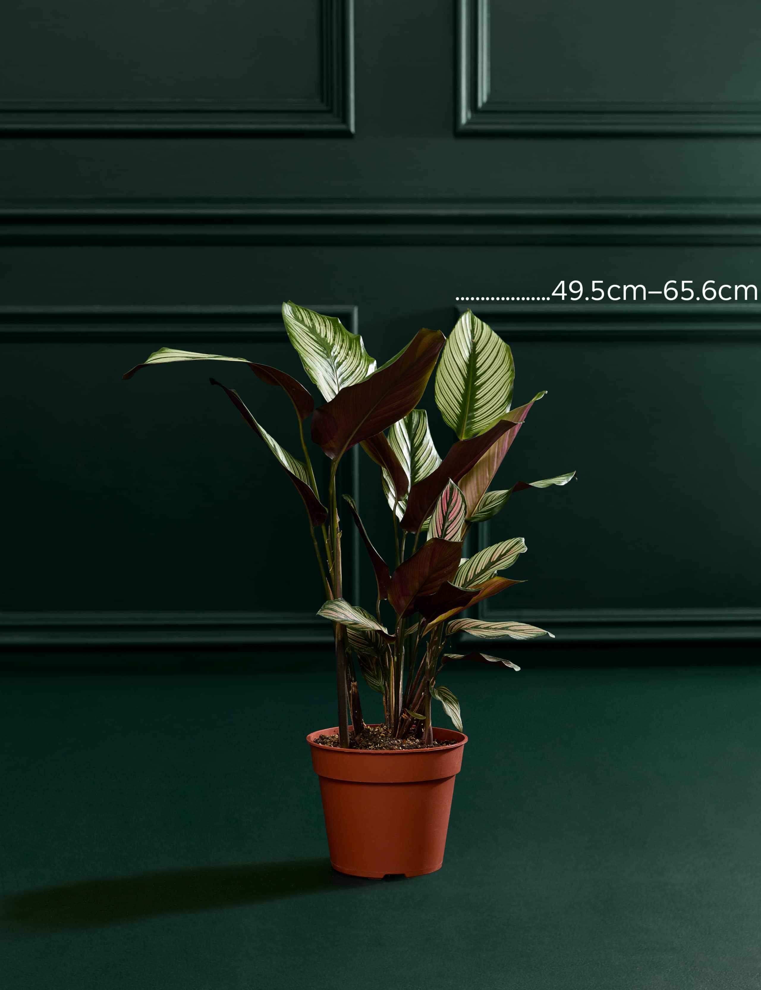 Large Calathea Whitestar 3 of 5