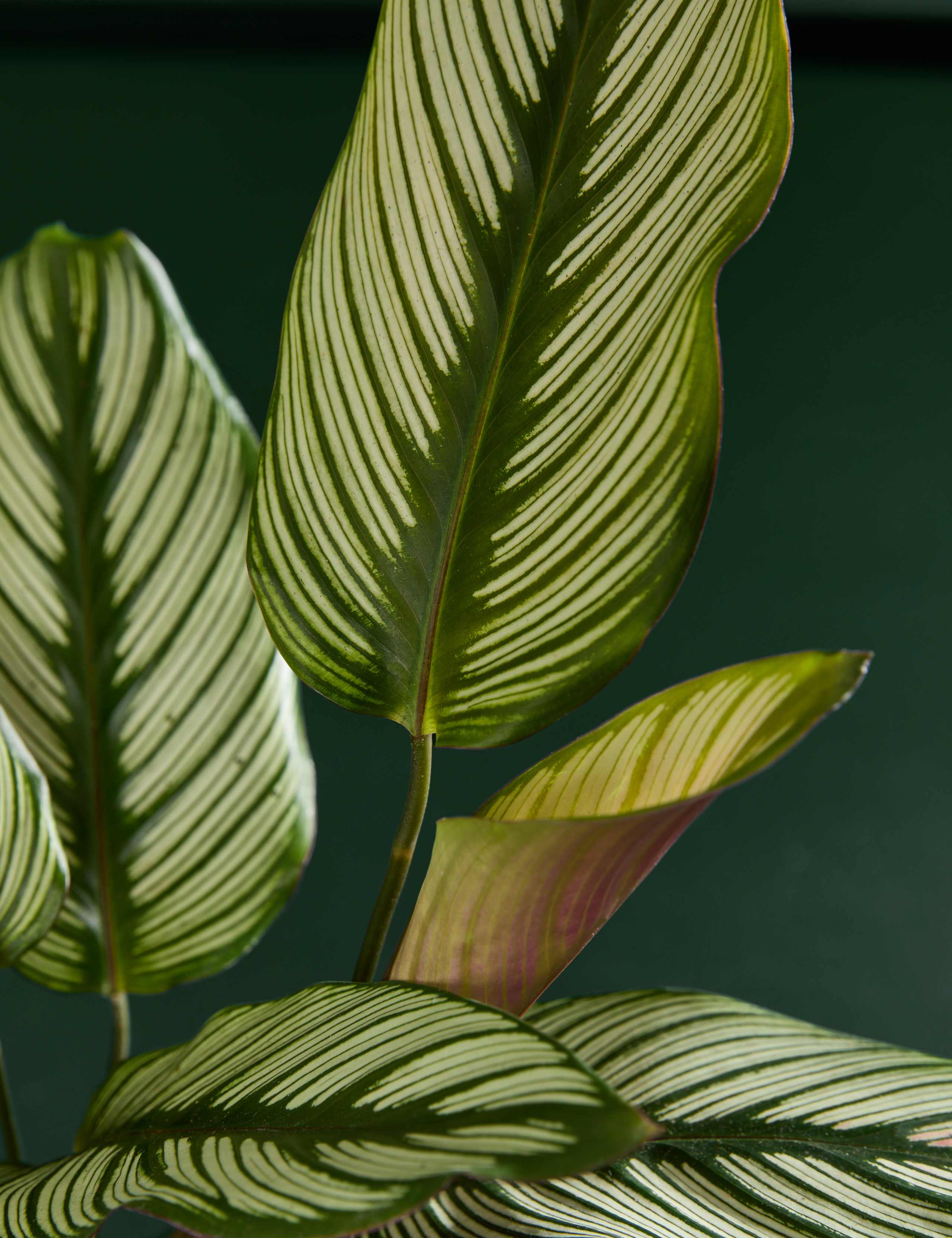 Large Calathea Whitestar 2 of 5
