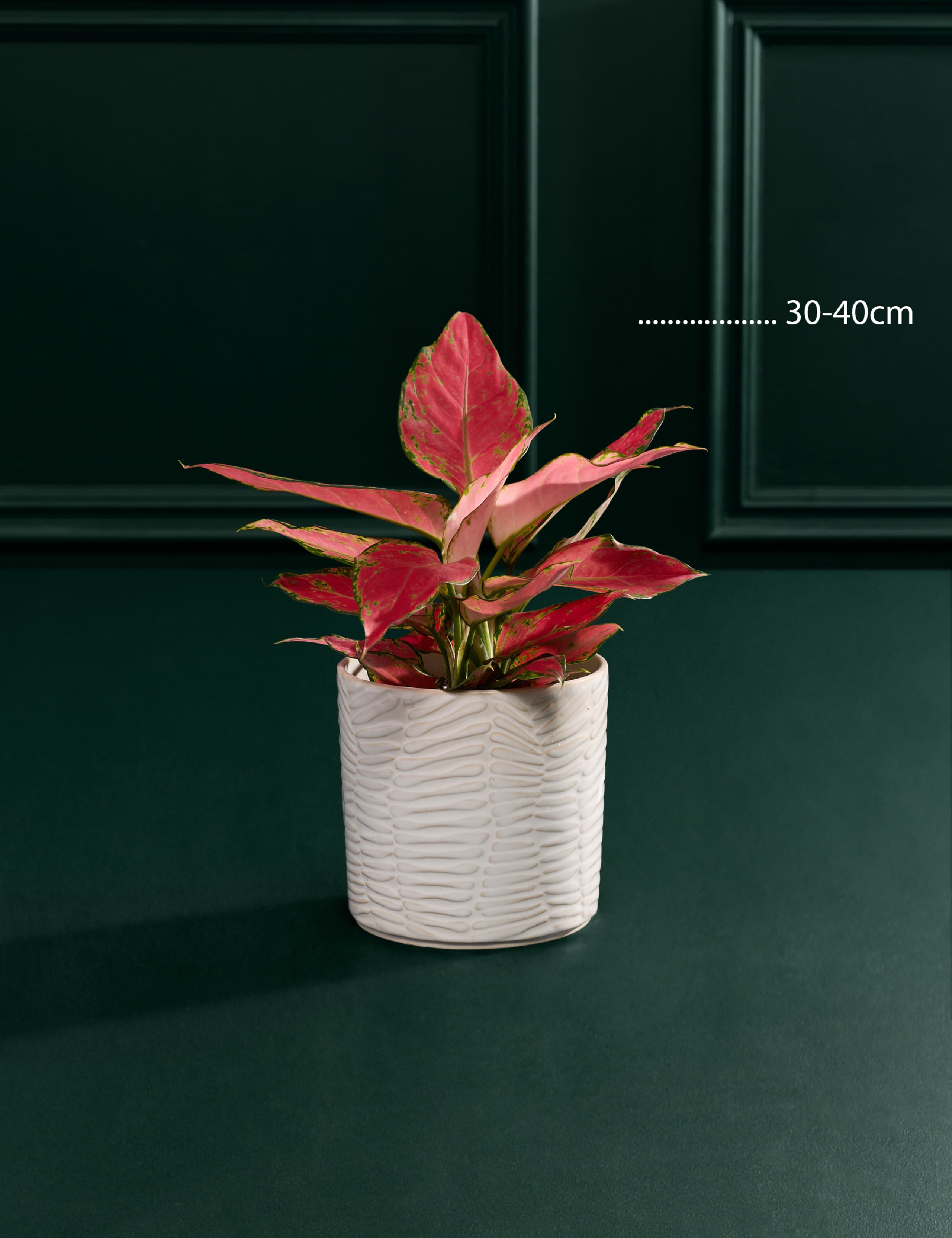 Aglaonema in Ceramic Pot 3 of 3