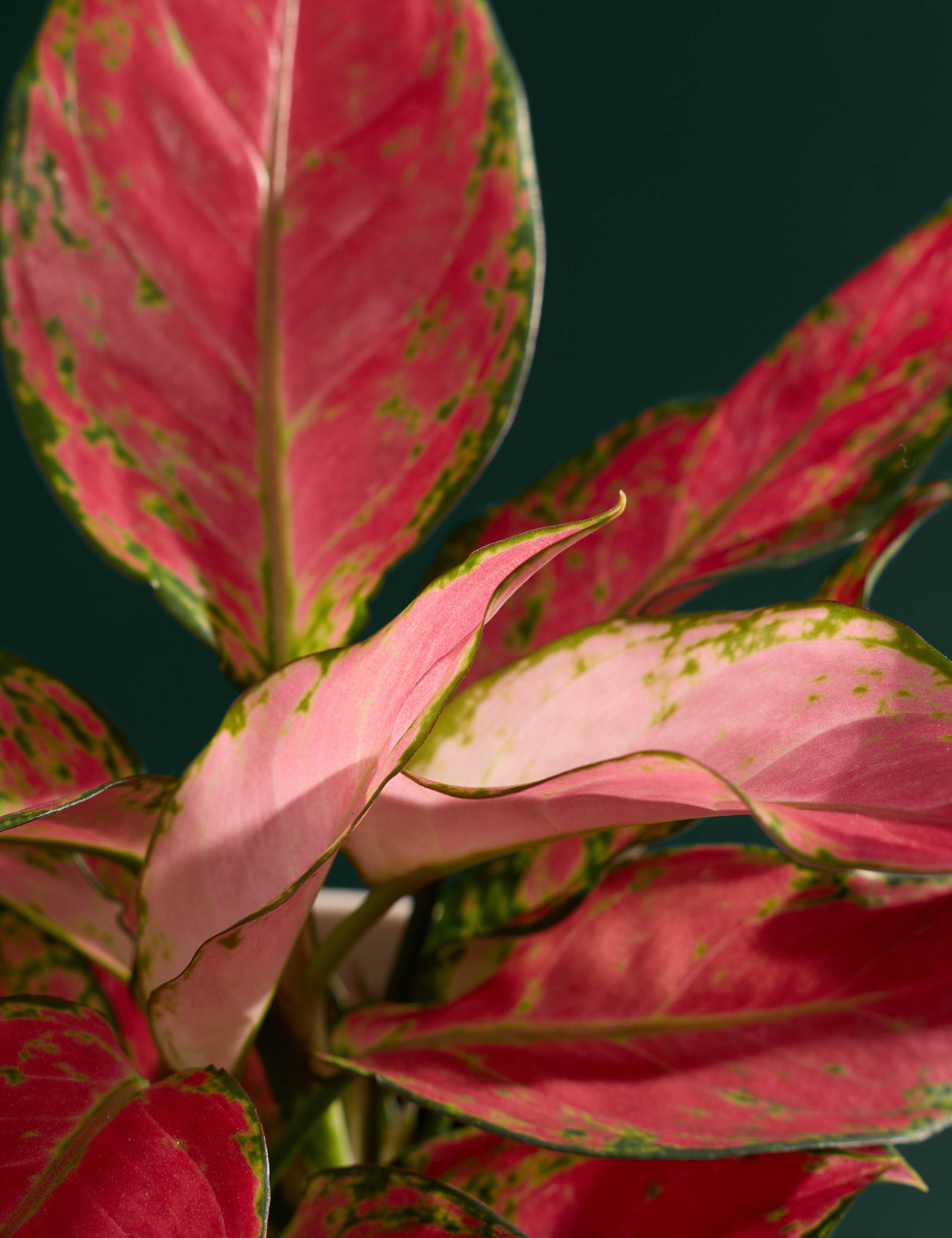 Aglaonema in Ceramic Pot 2 of 3