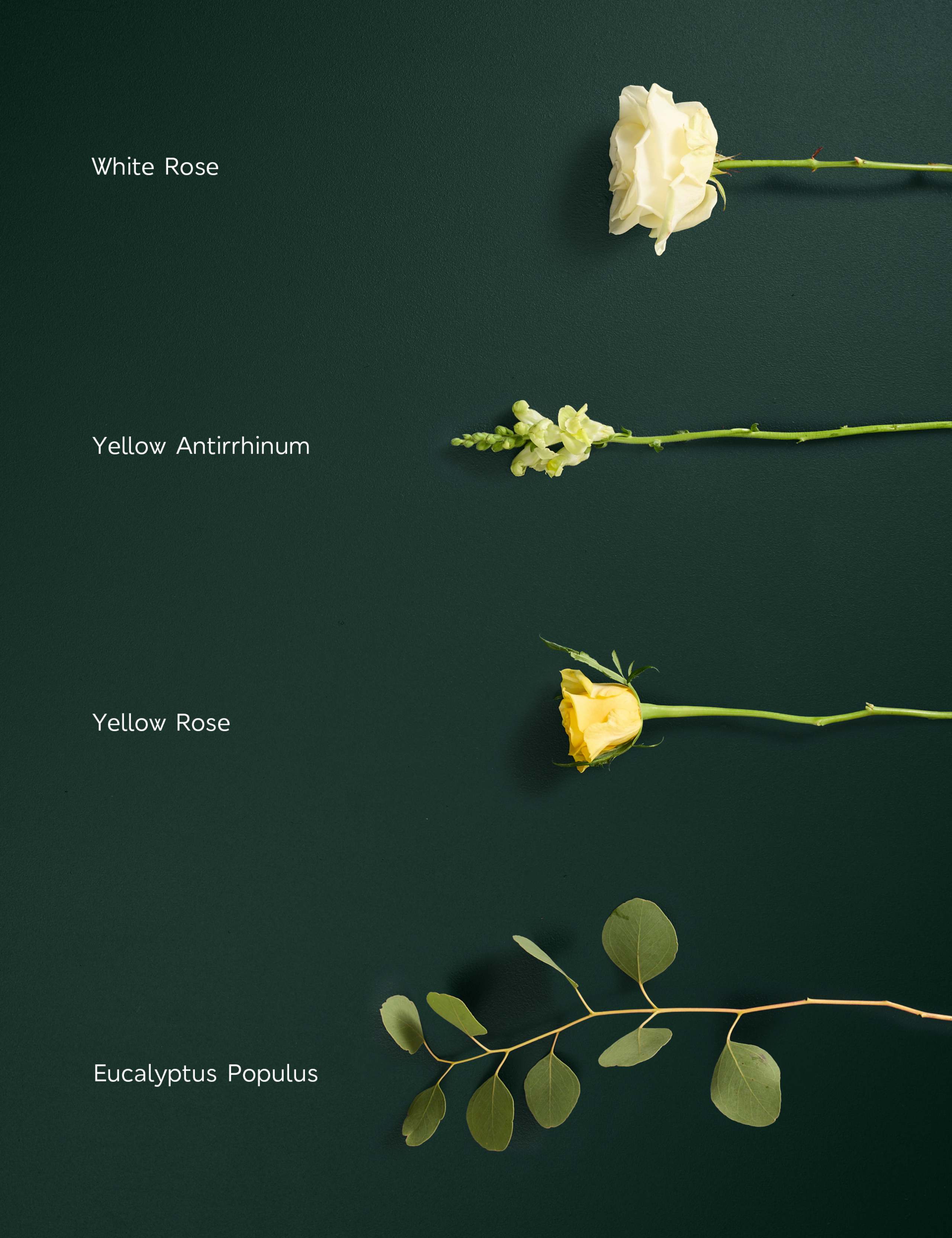 White & Yellow Rose Bouquet 4 of 5